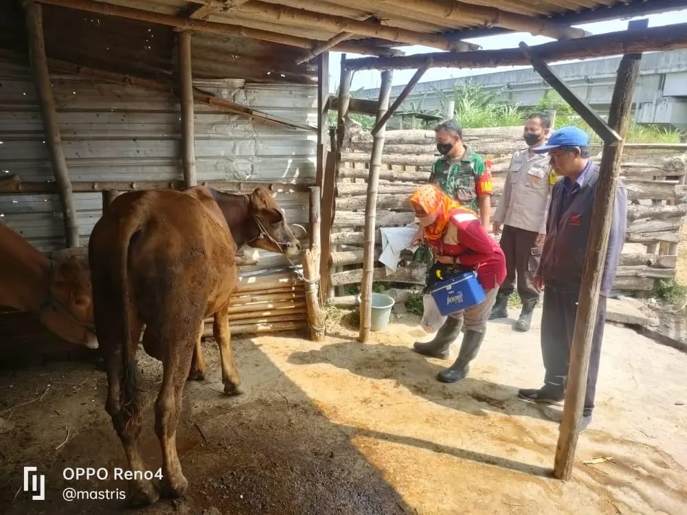 Bhabinkamtibmas Sambirejo Asistensi Giat Vaksinasi PMK di Desa Binaannya