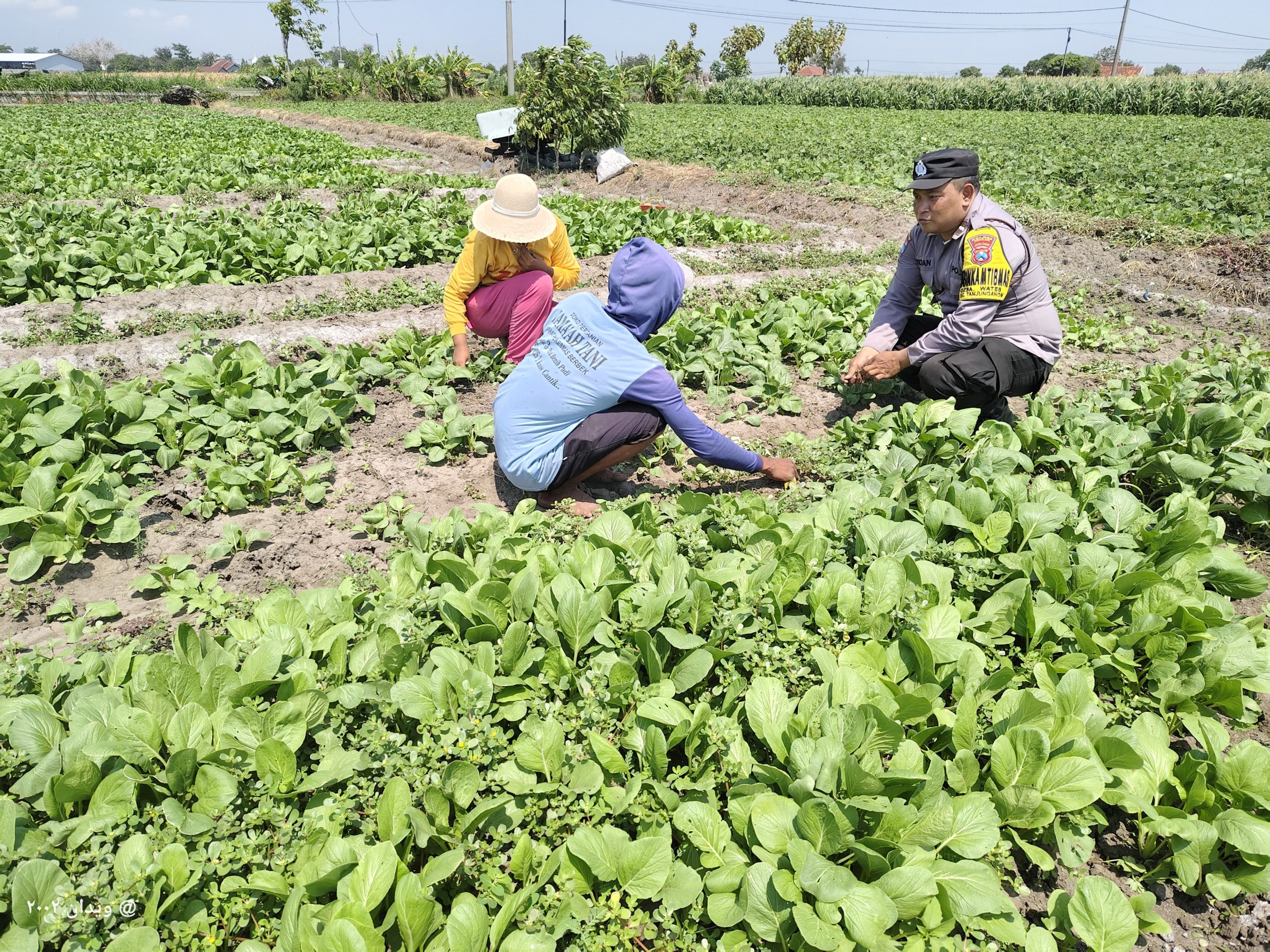 Bhabinkamtibmas Wates Sambang Persawahan, Ajak Petani Dukung Ketahanan Pangan