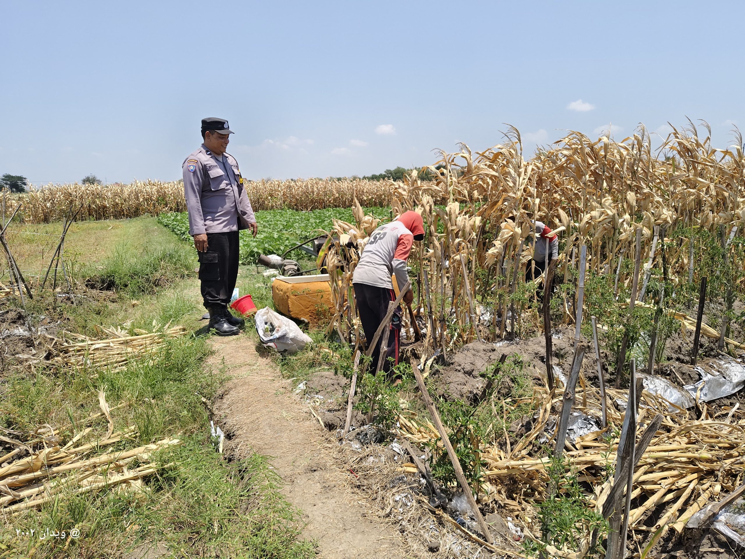 Bhabinkamtibmas Wates Sambang Petani, Ajak Dukung Ketahanan Pangan Nasional