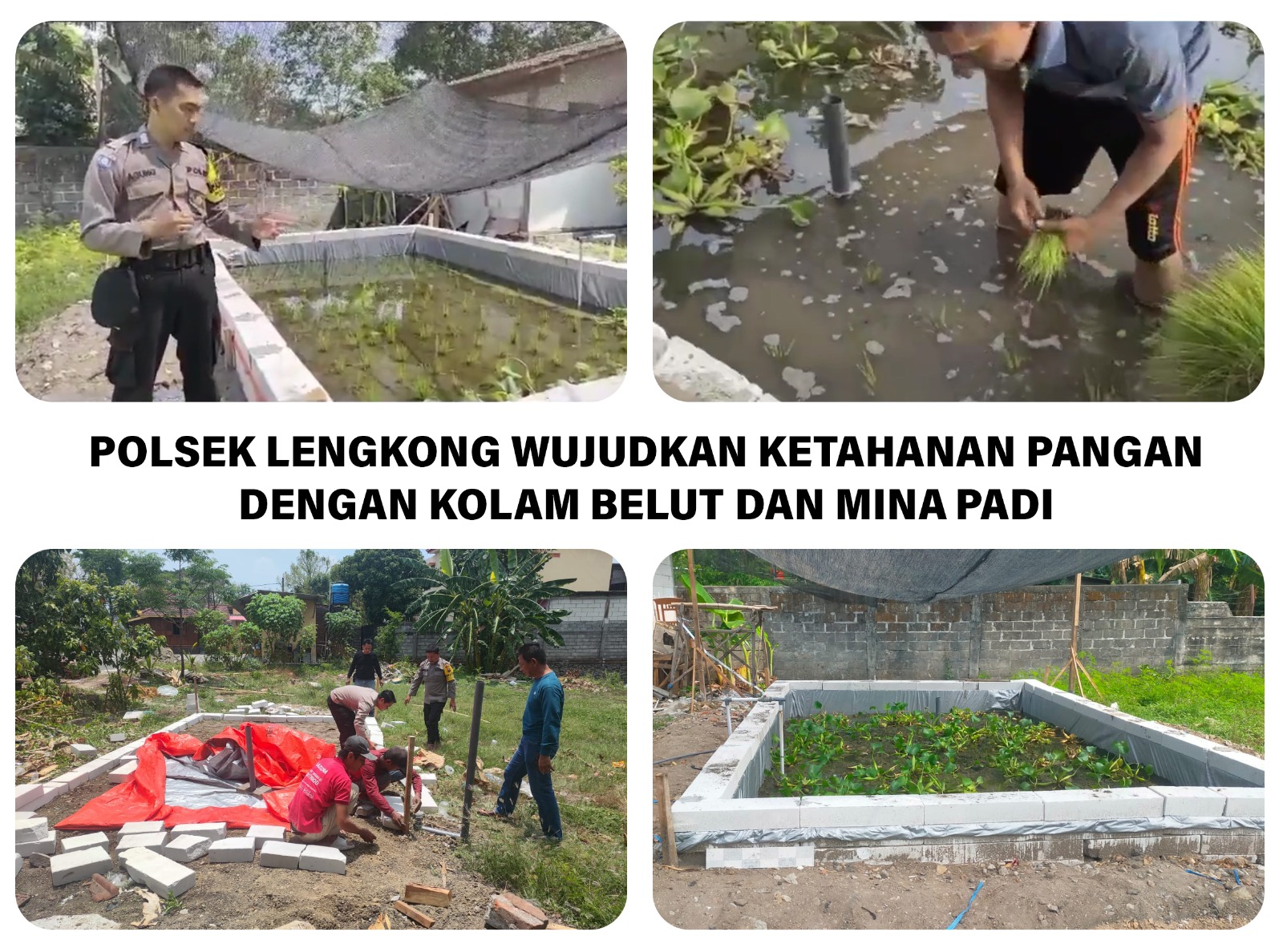 Polsek Lengkong Wujudkan Ketahanan Pangan dengan Kolam Belut dan Mina Padi
