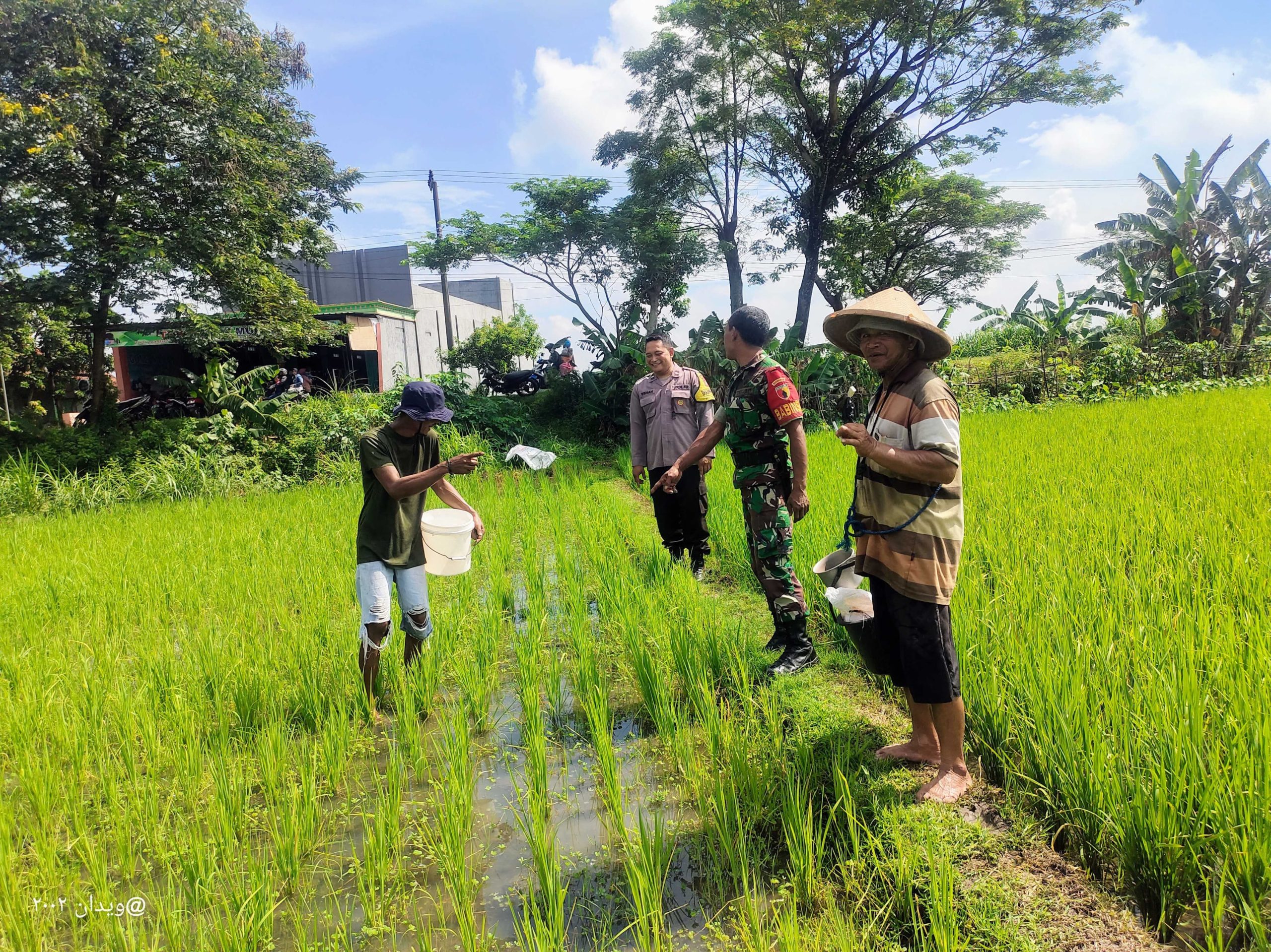 Dukung Ketahanan Pangan, Bhabinkamtibmas Wates Ajak Petani Tingkatkan Produktivitas