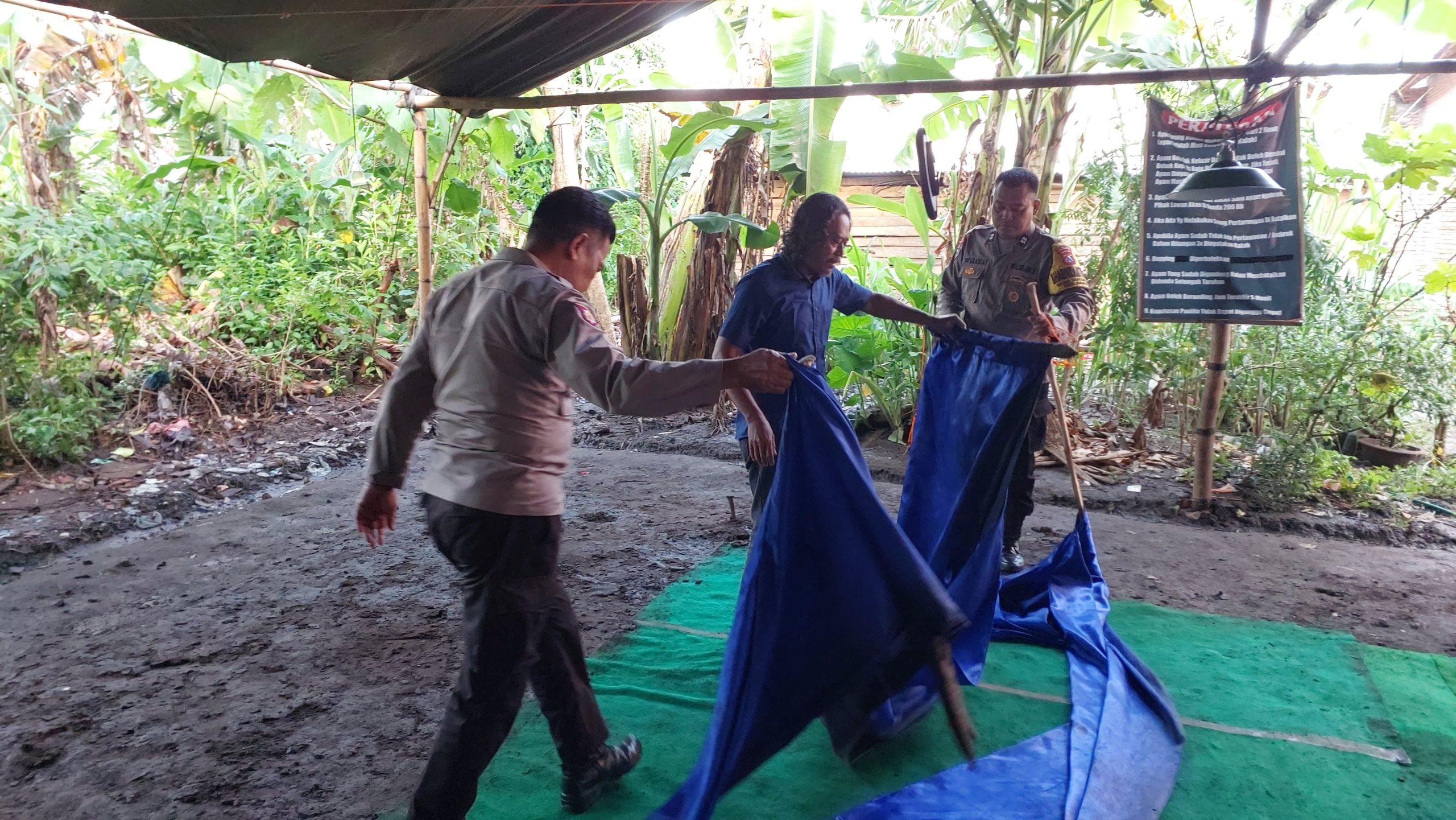 Polsek Bagor Gerebek Lokasi Perjudian Sabung Ayam di Sugihwaras