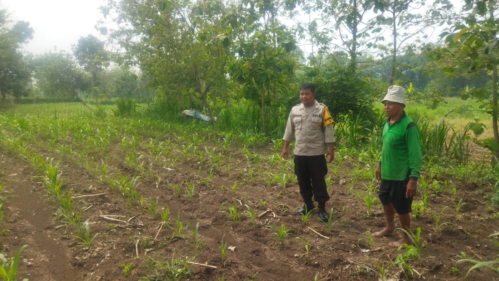 Pantau Perkembangan Tanaman Jagung : Bhabinkamtibmas Desa Perning Polsek Jatikalen Polres Nganjuk