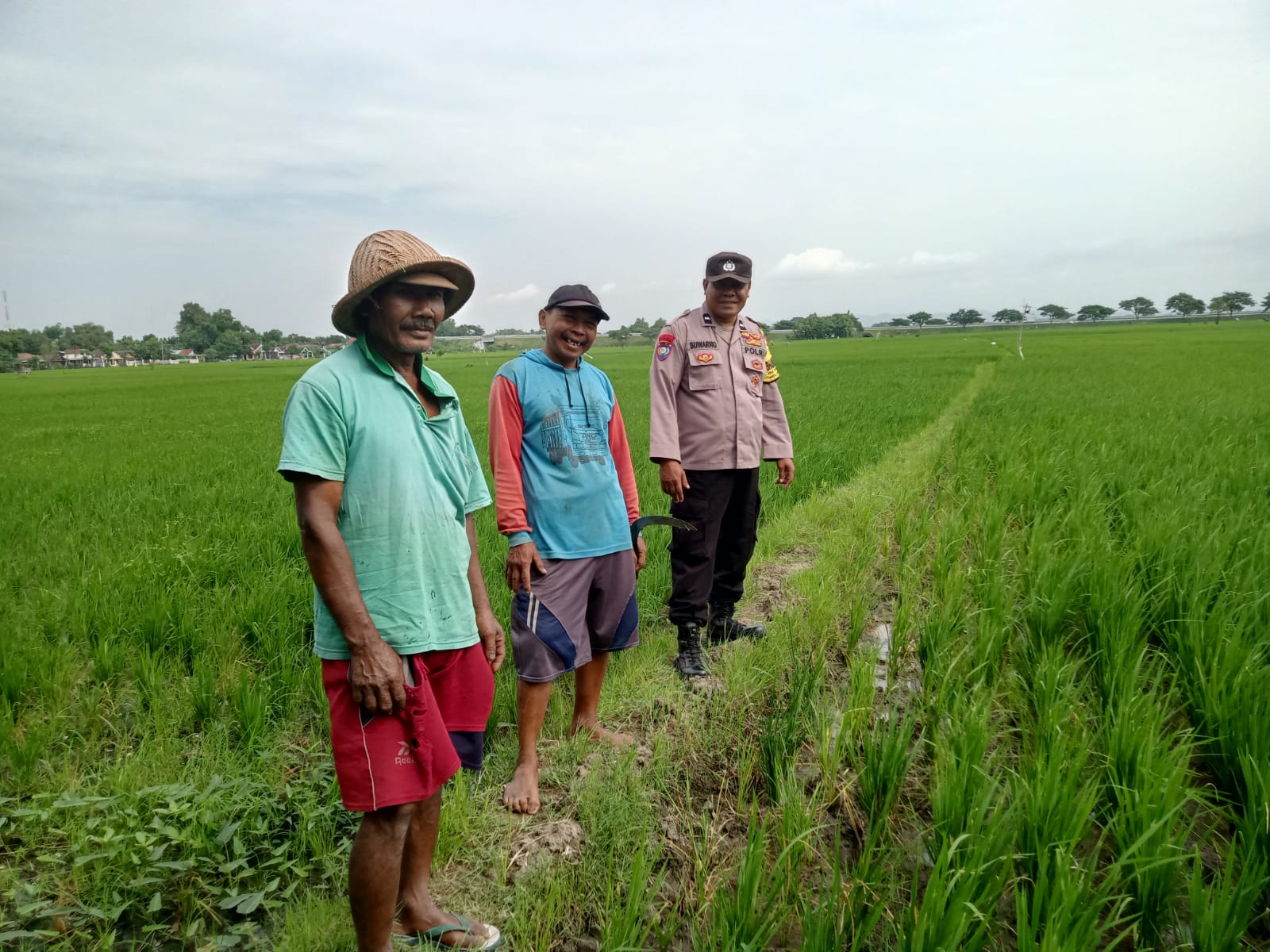 Dukung Ketahanan Pangan, Bhabinkamtibmas Sambirejo Sapa Petani di Sawah