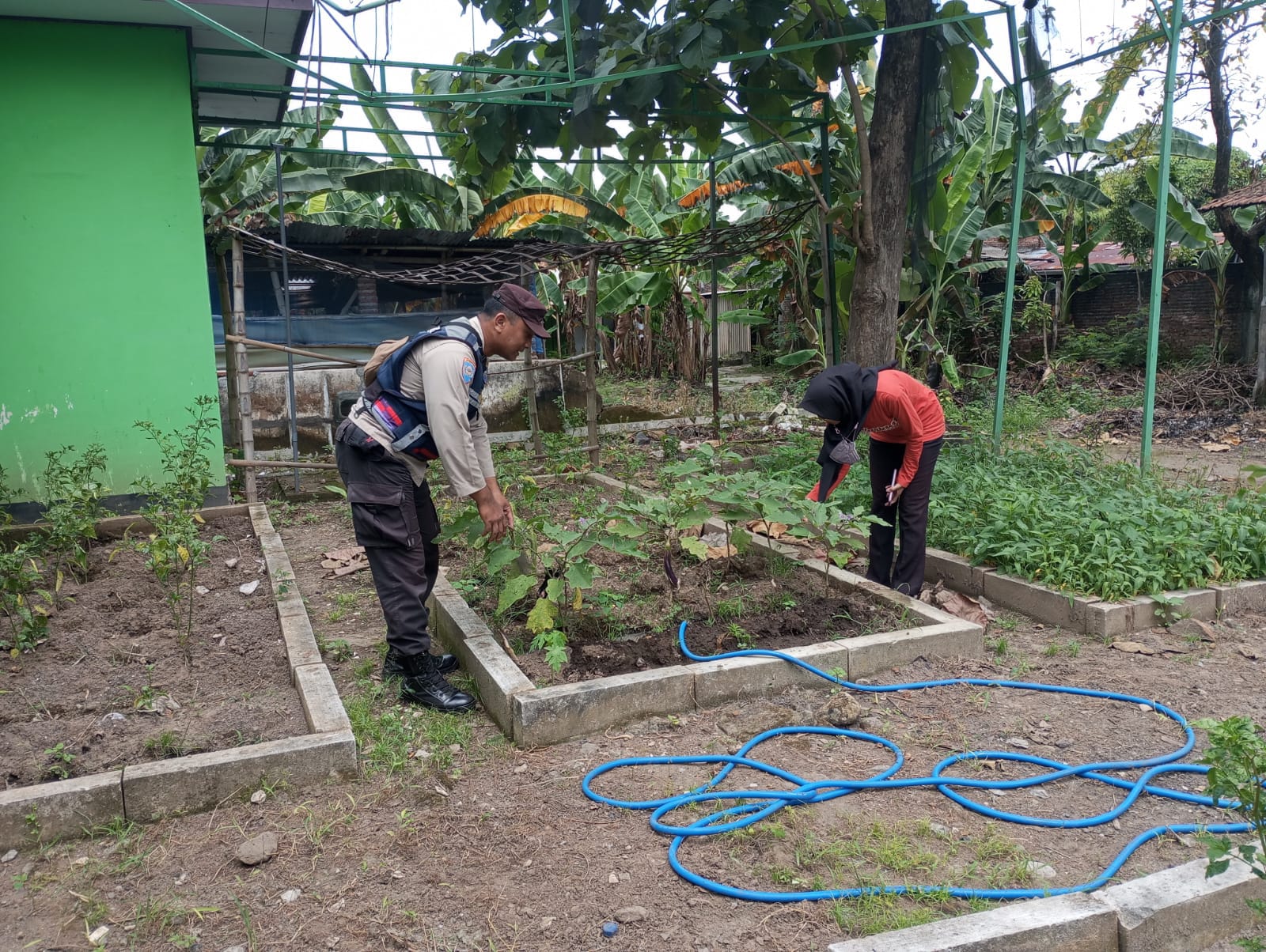 Bhabinkamtibmas Polsek Nganjuk Kota Pantau Tanaman Cabe dan Terong, Dukung Program Ketahanan Pangan