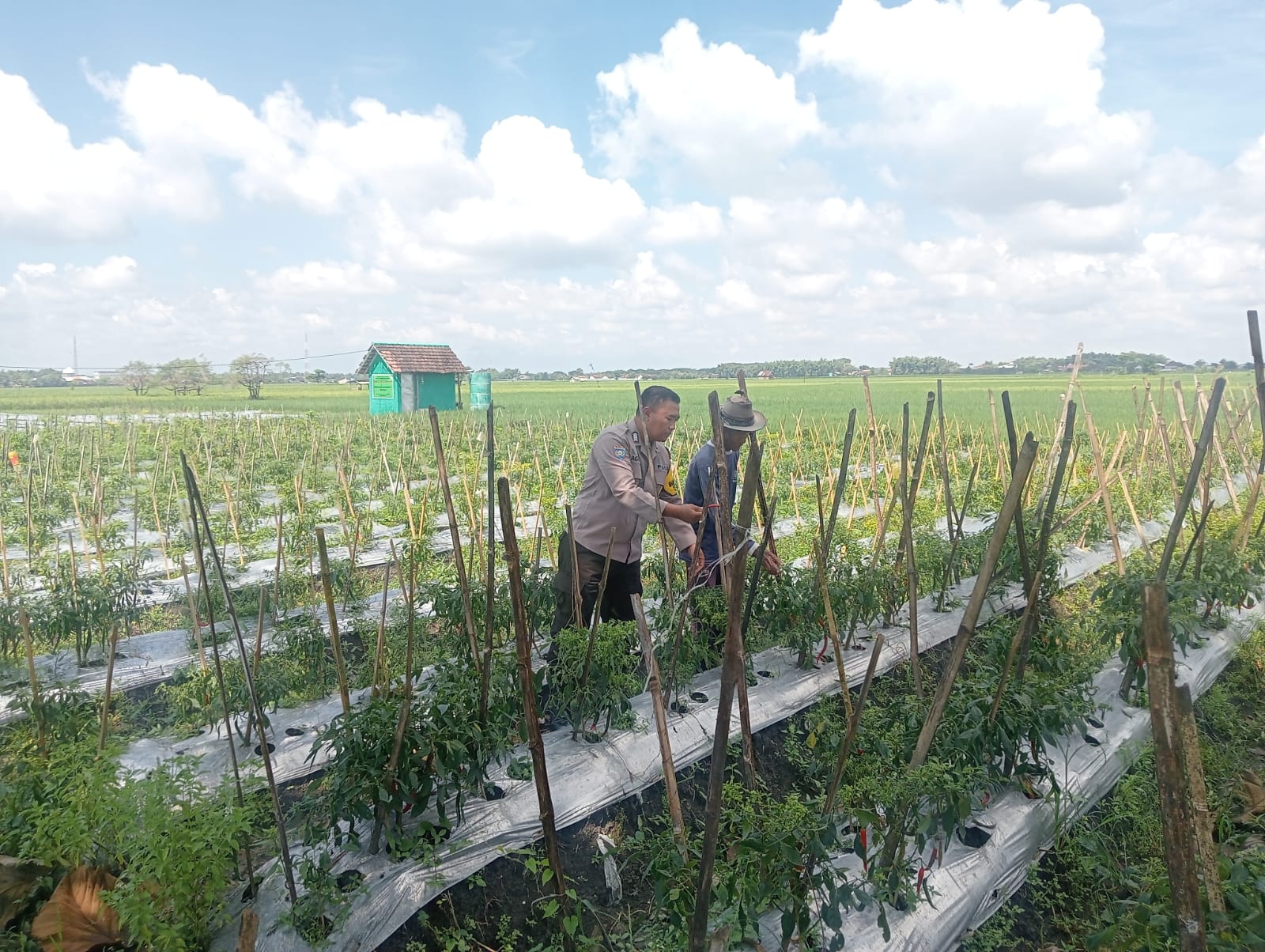 Dukung Ketahanan Pangan, Polsek Lengkong Pantau Pemanfaatan Lahan Perkarangan di Desa Sawahan