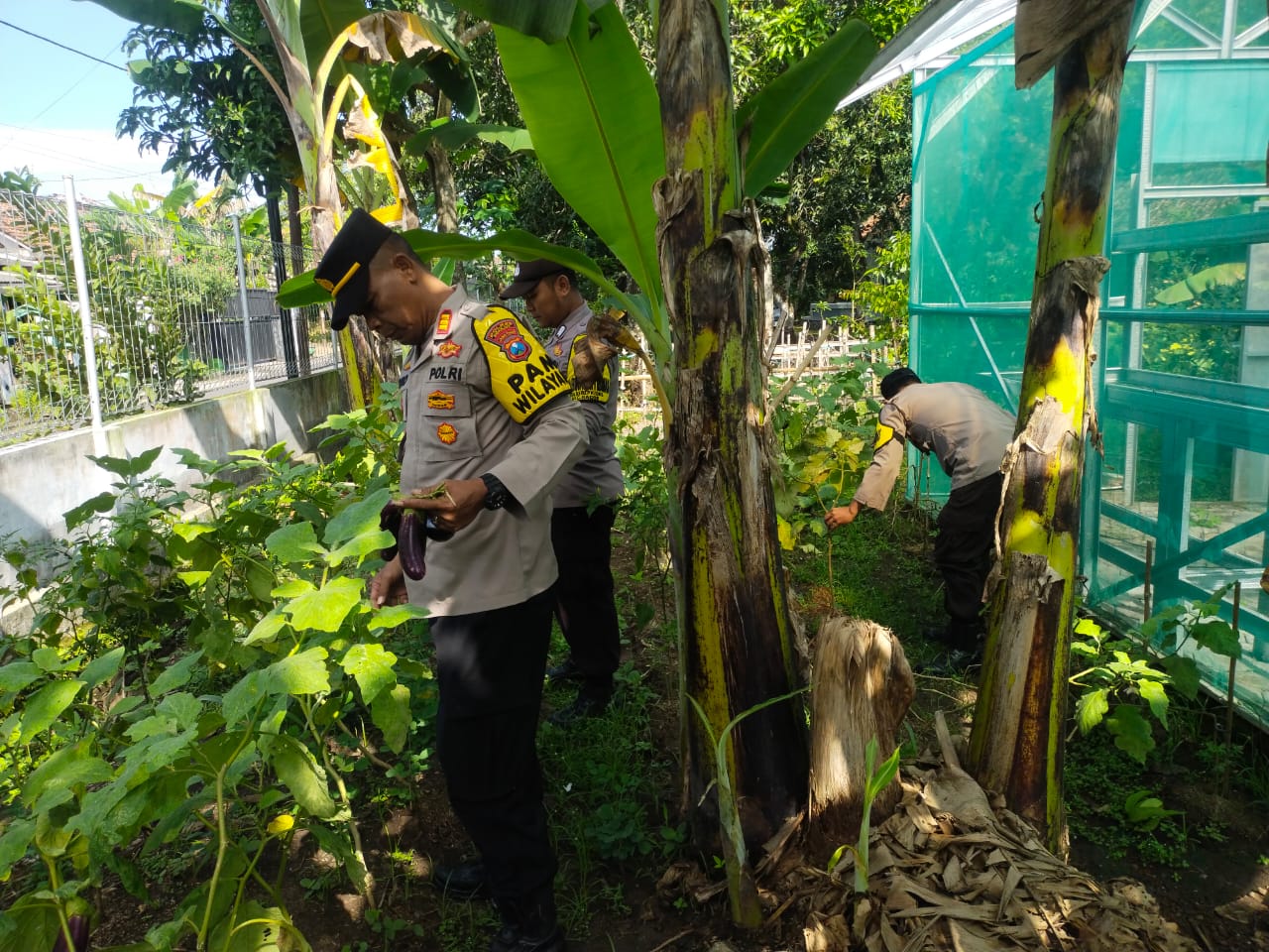 Polsek Bagor Dorong Ketahanan Pangan Lewat Sambang di Lahan P2L