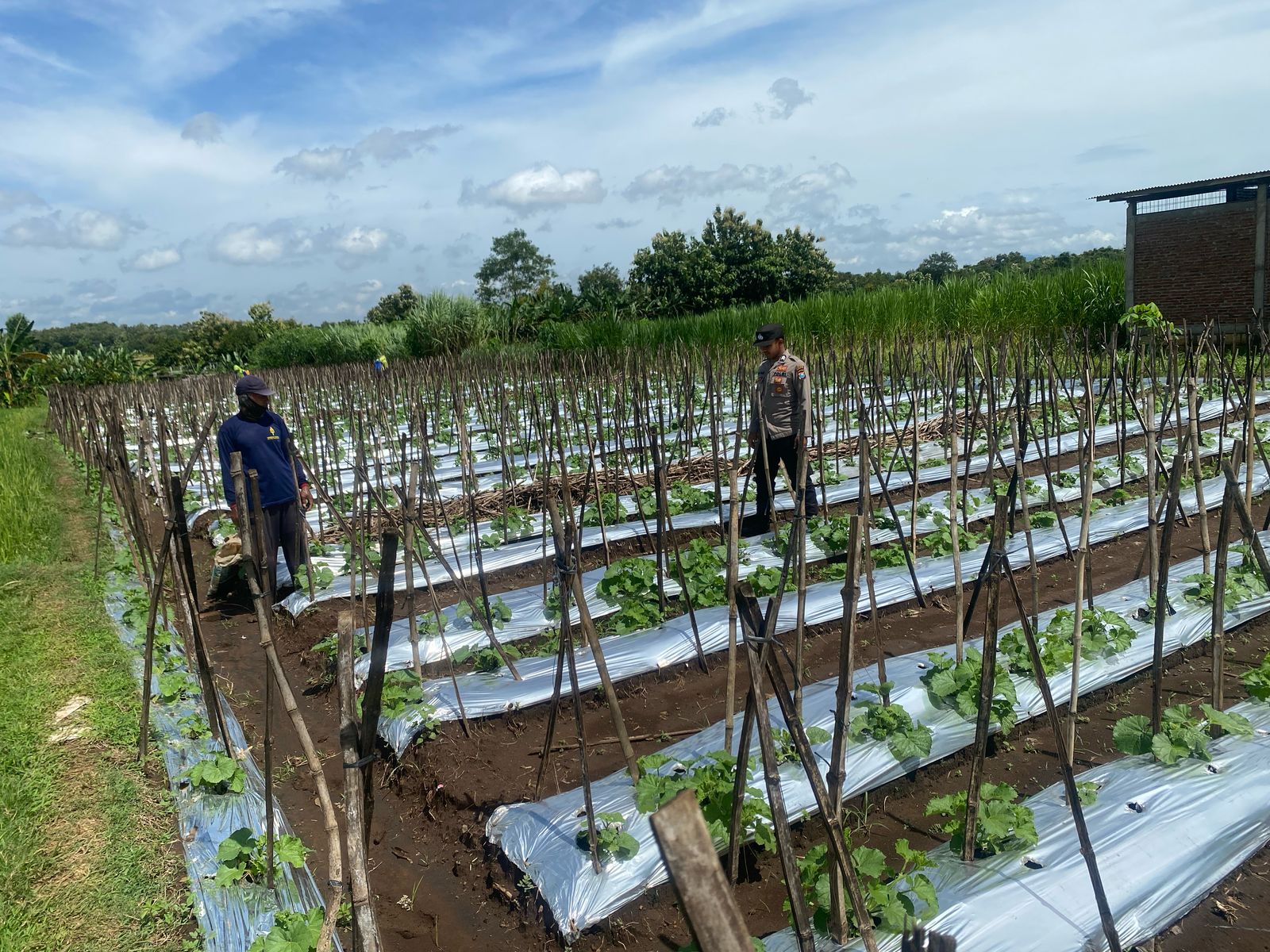 Dukung Pemanfaatan Pekarangan Lestari, Bhabinkamtibmas Ngepeh Pantau Perkembangan Tanaman Melon