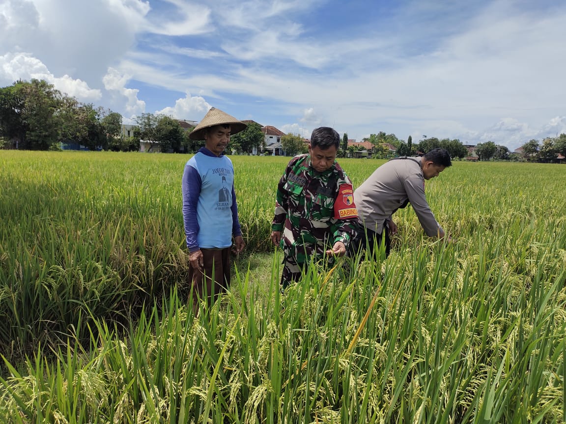 Bhabinkamtibmas dan Babinsa Kelurahan Bogo Pantau Tanaman Padi Warga, Dukung Ketahanan Pangan Nasional