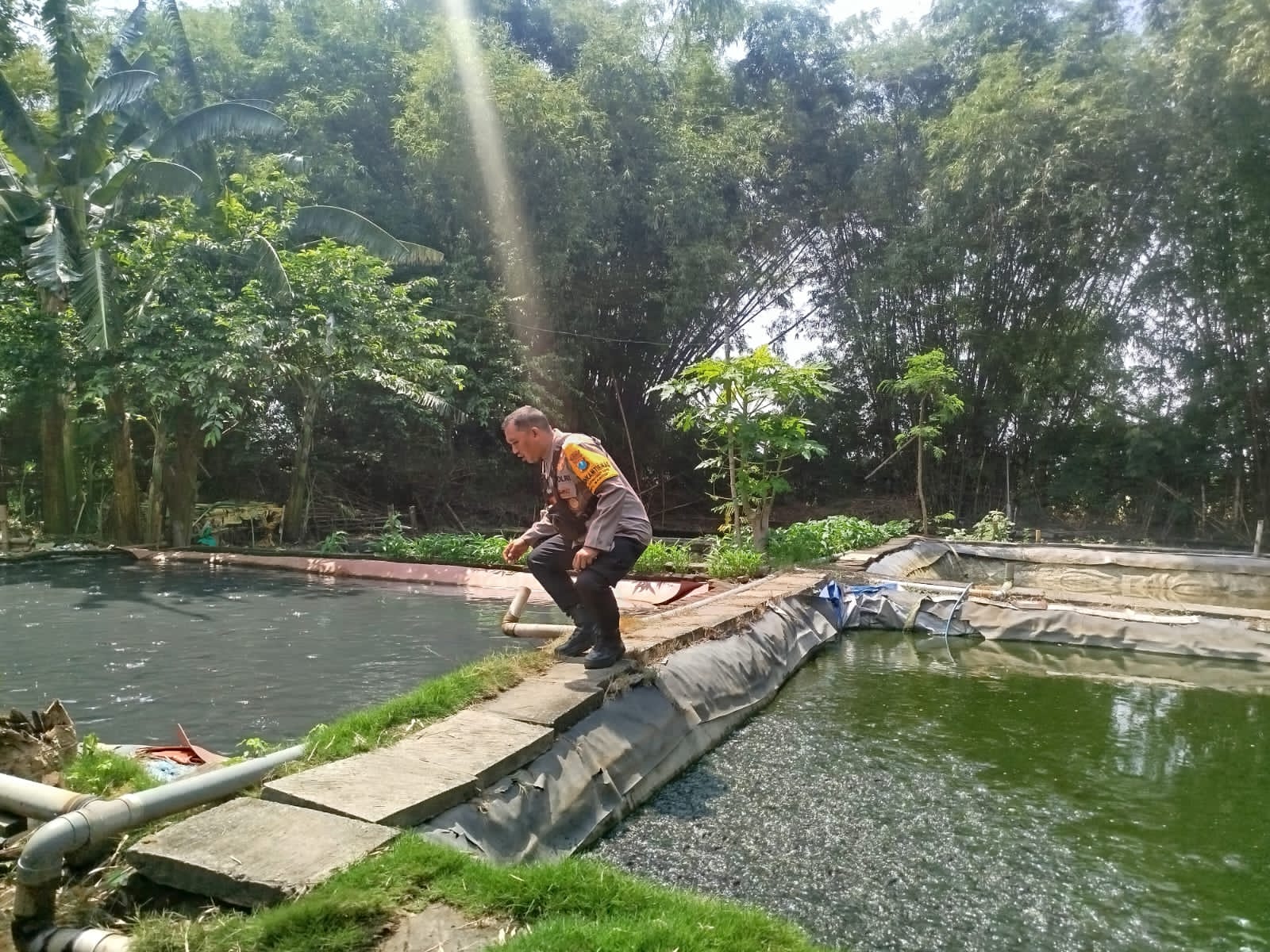 Dukung Ketahanan Pangan, Polsek Baron Pantau Budidaya Lele di Desa Mabung