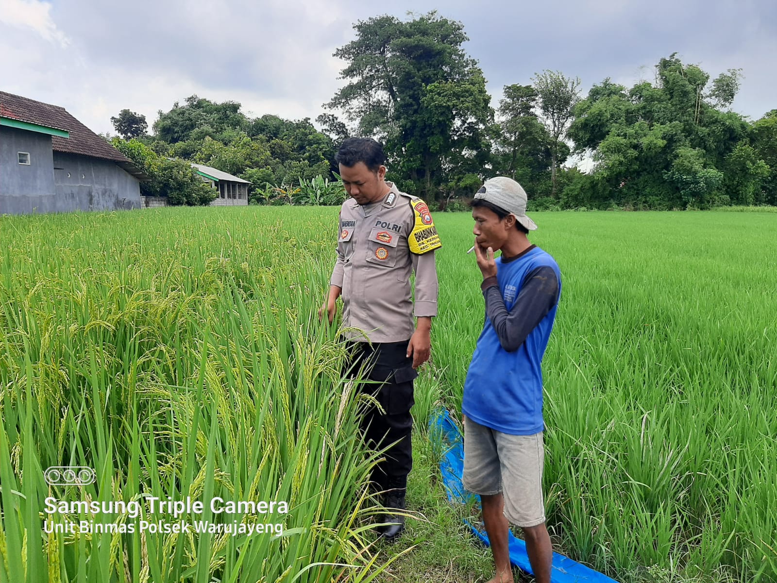 Bhabinkamtibmas Kedungombo Dukung Ketahanan Pangan dengan Pemantauan Tanaman Padi