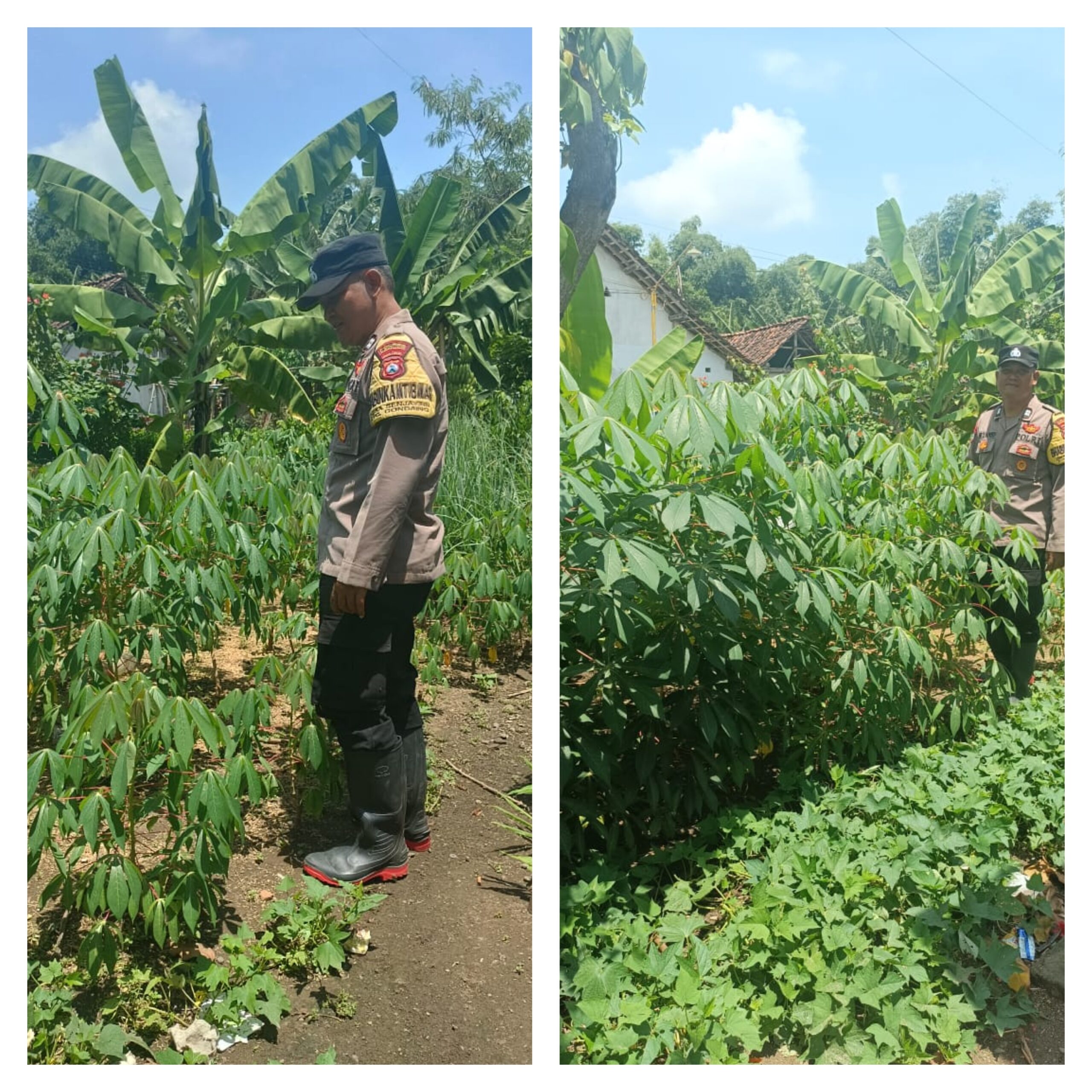 Bhabinkamtibmas Gondang Pantau Kebun Singkong Warga Dukung Ketahanan Pangan