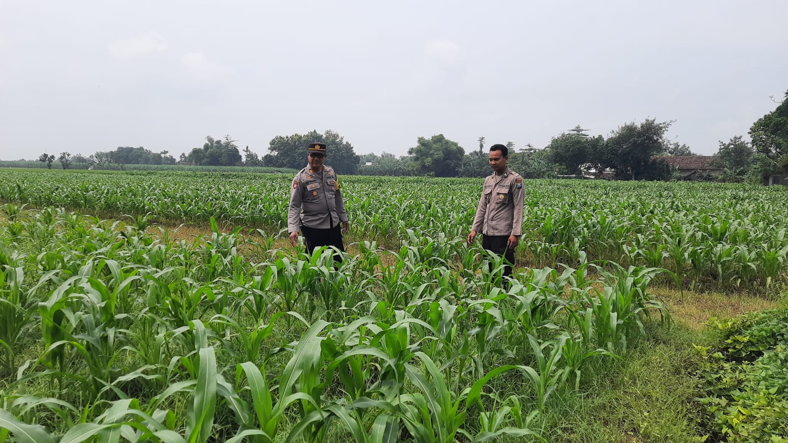 Polsek Patianrowo Dukung Ketahanan Pangan Lewat Pemantauan Lahan Jagung