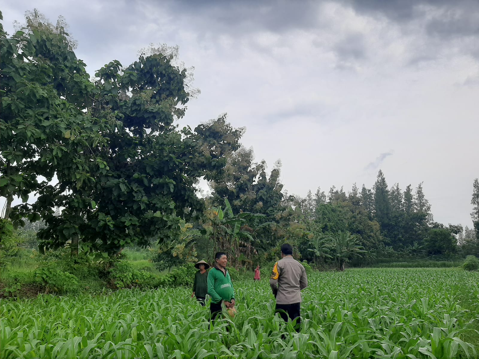 Dukung Ketahanan Pangan, Bhabinkamtibmas Polsek Lengkong Pantau Tanaman Jagung di Pekarangan Warga