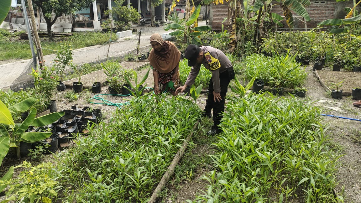 Dukung Ketahanan Pangan, Bhabinkamtibmas Polsek Lengkong Panen Kangkung dan Terong di Lahan Warga