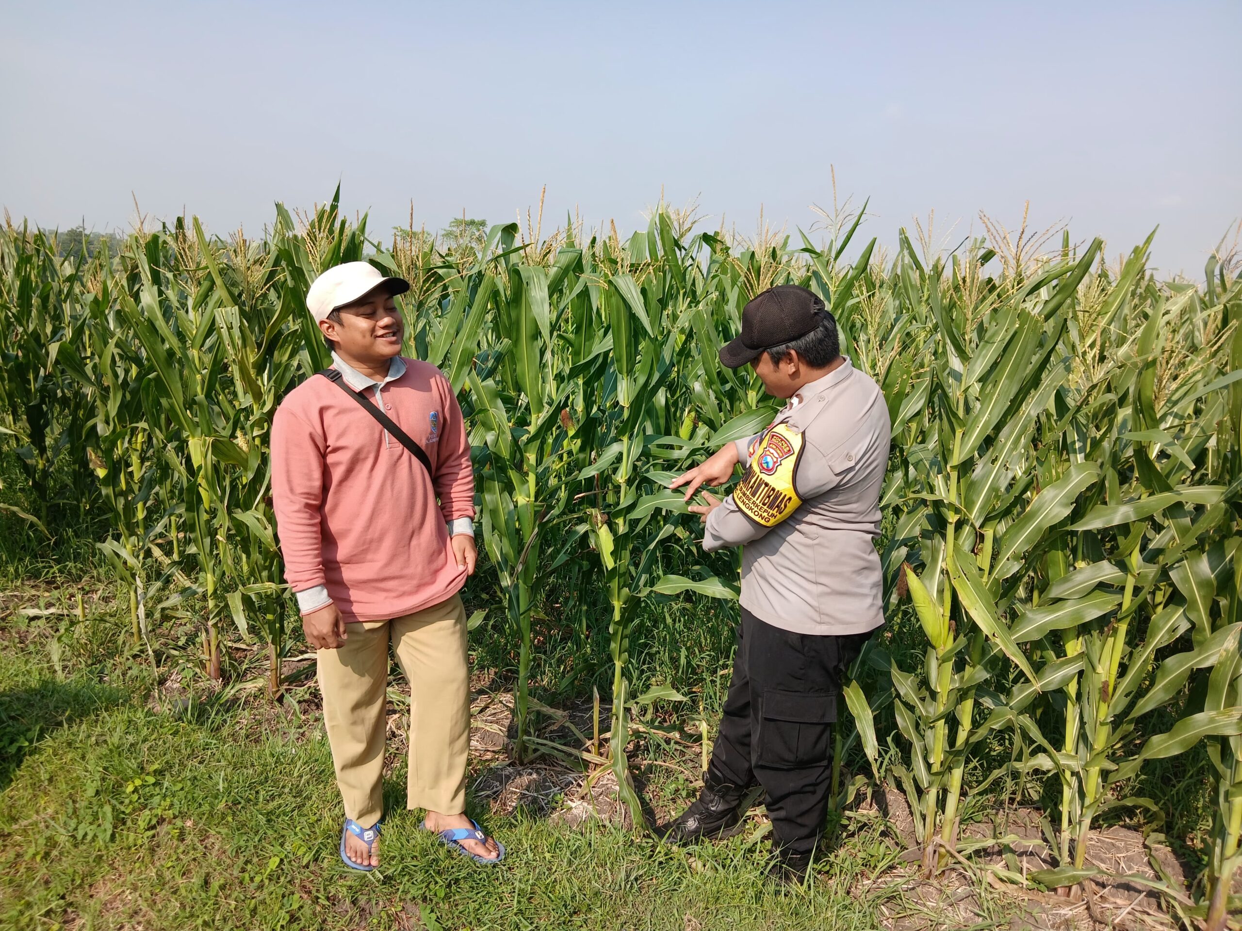Bhabinkamtibmas Lengkong Pantau Lahan Jagung Warga untuk Dukung Ketahanan Pangan