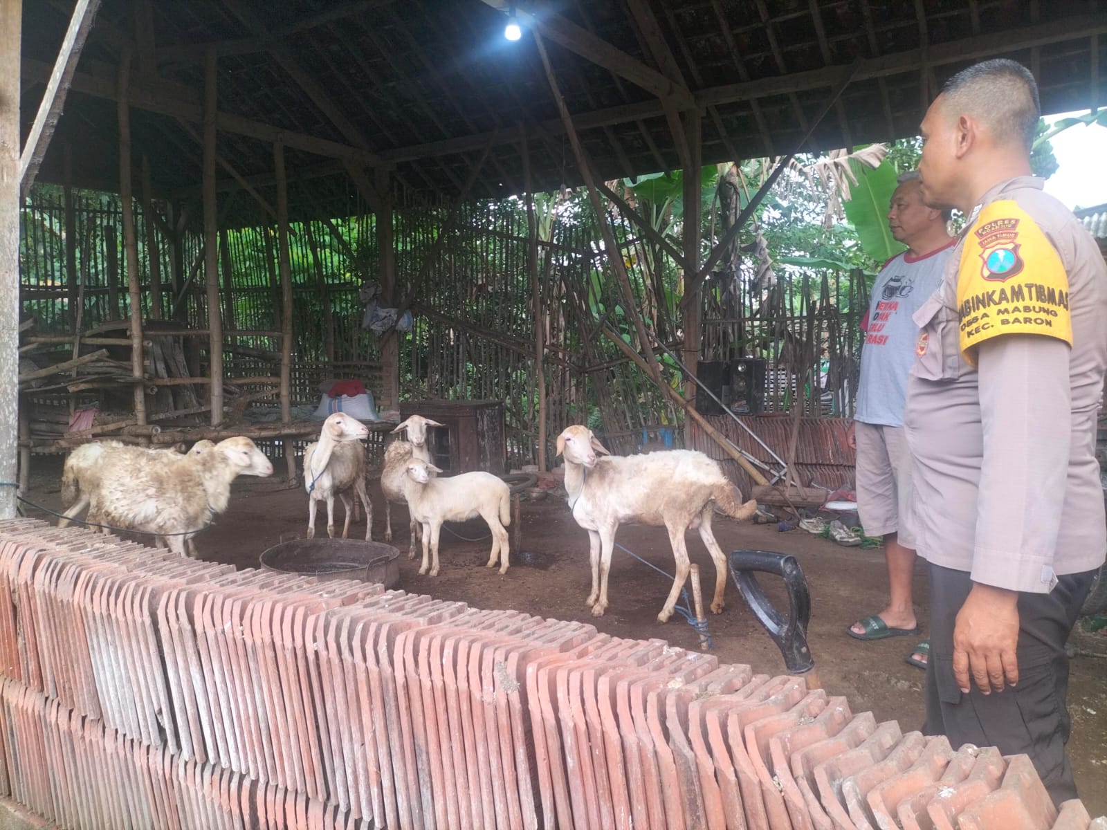 Pemantauan Ternak Dukung Ketahanan Pangan di Mabung