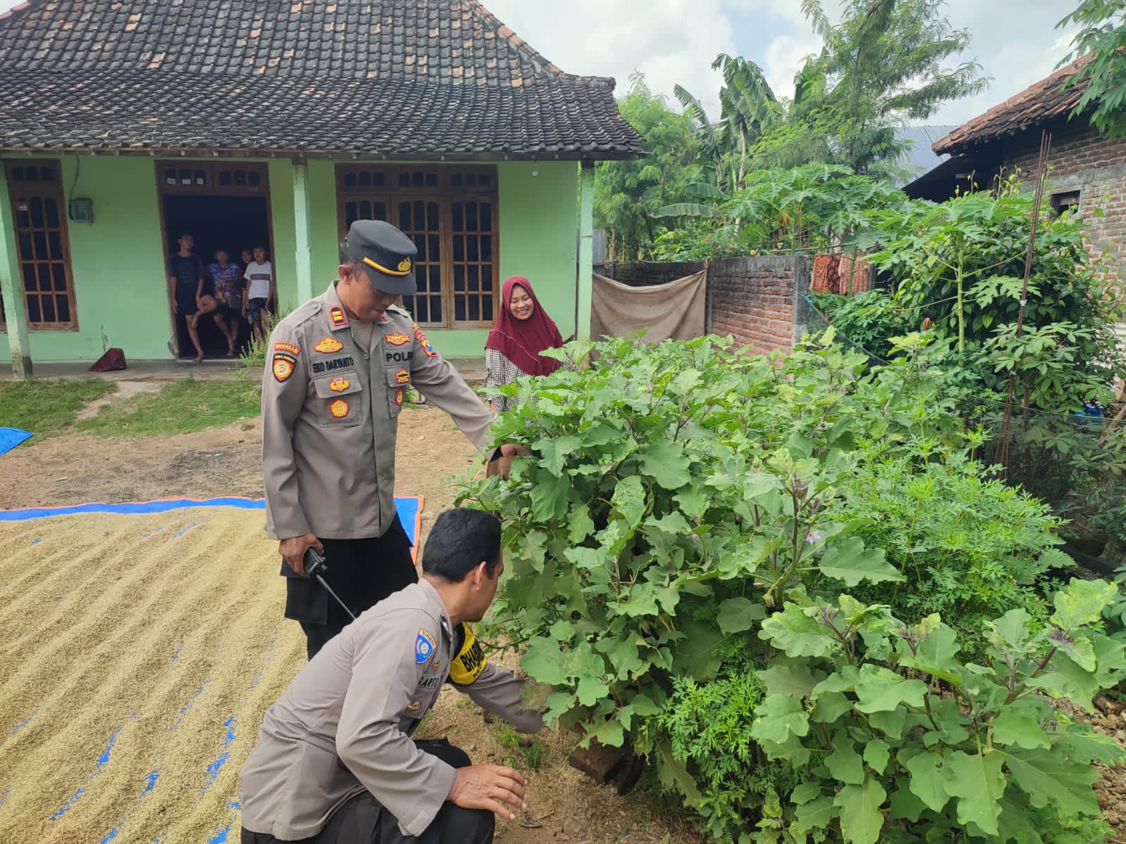 Dukung Ketahanan Pangan, Bhabinkamtibmas Polsek Sukomoro Bina Lahan Terong di Pekarangan Warga