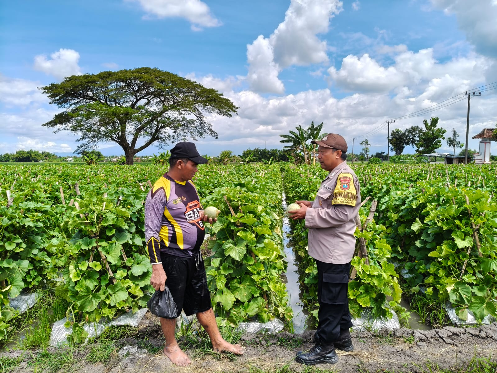Pemantauan Tanaman Melon, Polres Nganjuk Dukung Ketahanan Pangan di Wilangan
