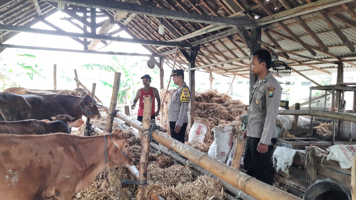 Manfaatkan Pekarangan, Polsek Patianrowo Dorong Ketahanan Pangan Lewat Peternakan Sapi