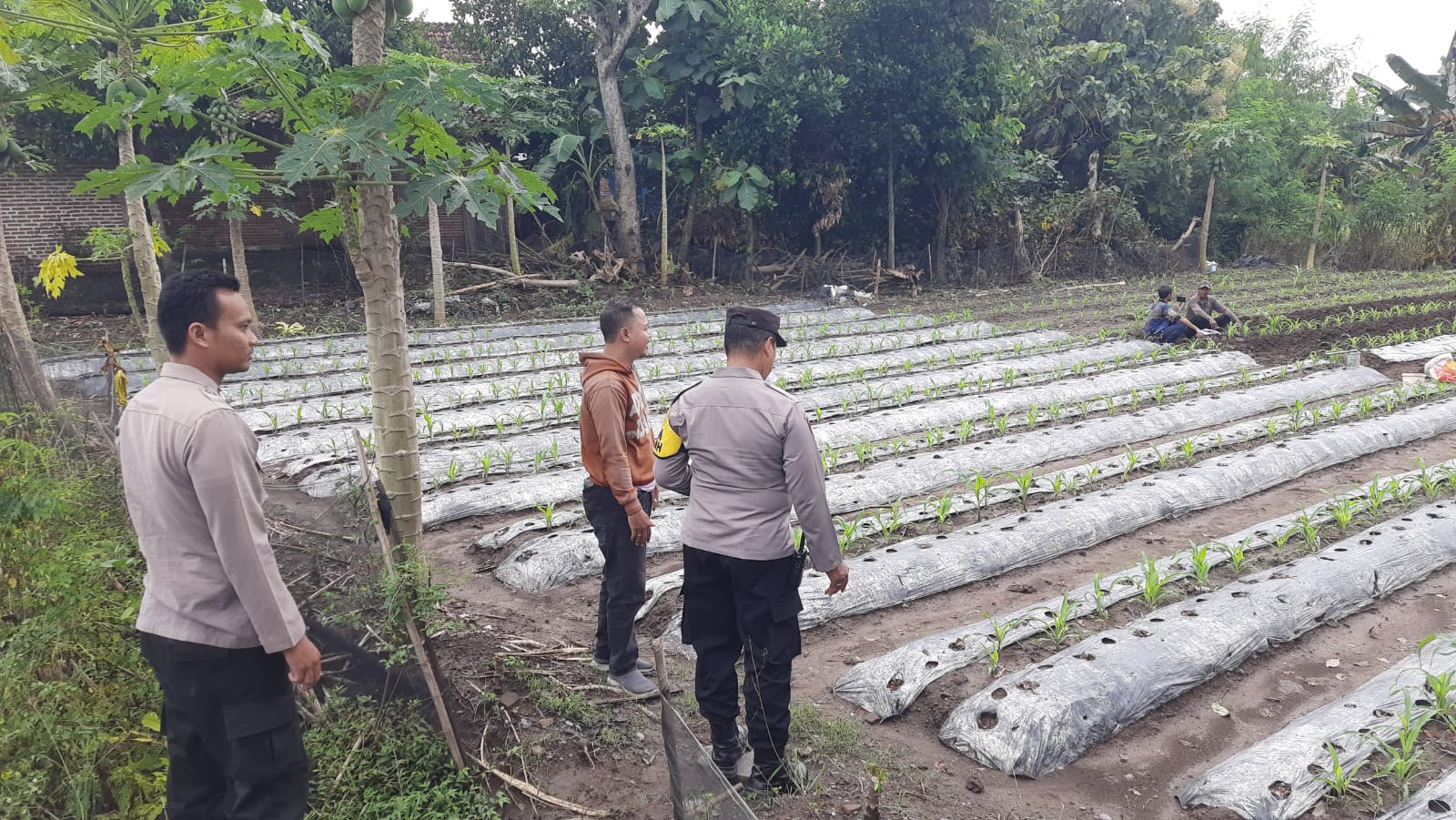 Polsek Patianrowo Dukung Ketahanan Pangan Lewat Pemanfaatan Lahan Pekarangan