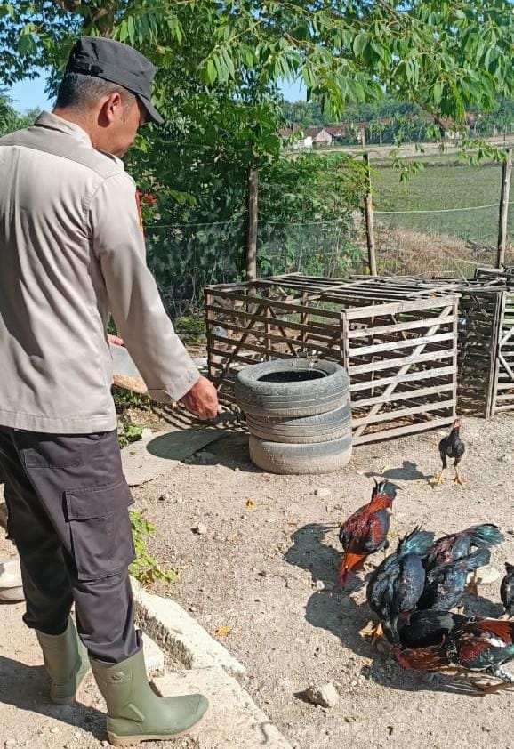 Bhabinkamtibmas Polsek Lengkong Pantau Lahan Pekarangan Ternak Ayam di Desa Balongasem