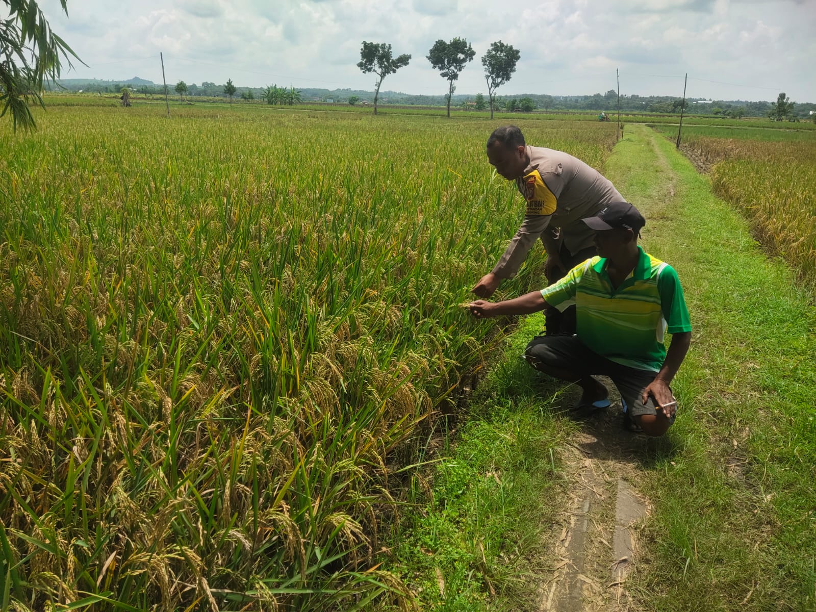 Polsek Lengkong Kawal Ketahanan Pangan Lewat Pemantauan Lahan Padi Warga