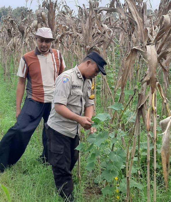 Bhabinkamtibmas Polsek Nganjuk Kota Laksanakan Pemantauan Tanaman Jagung untuk Dukung Ketahanan Pangan Nasional