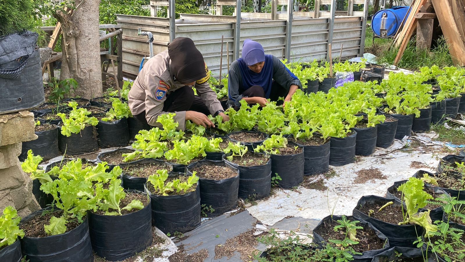 Pomosda Dukung Ketahanan Pangan Lewat Pemanfaatan Lahan Pekarangan