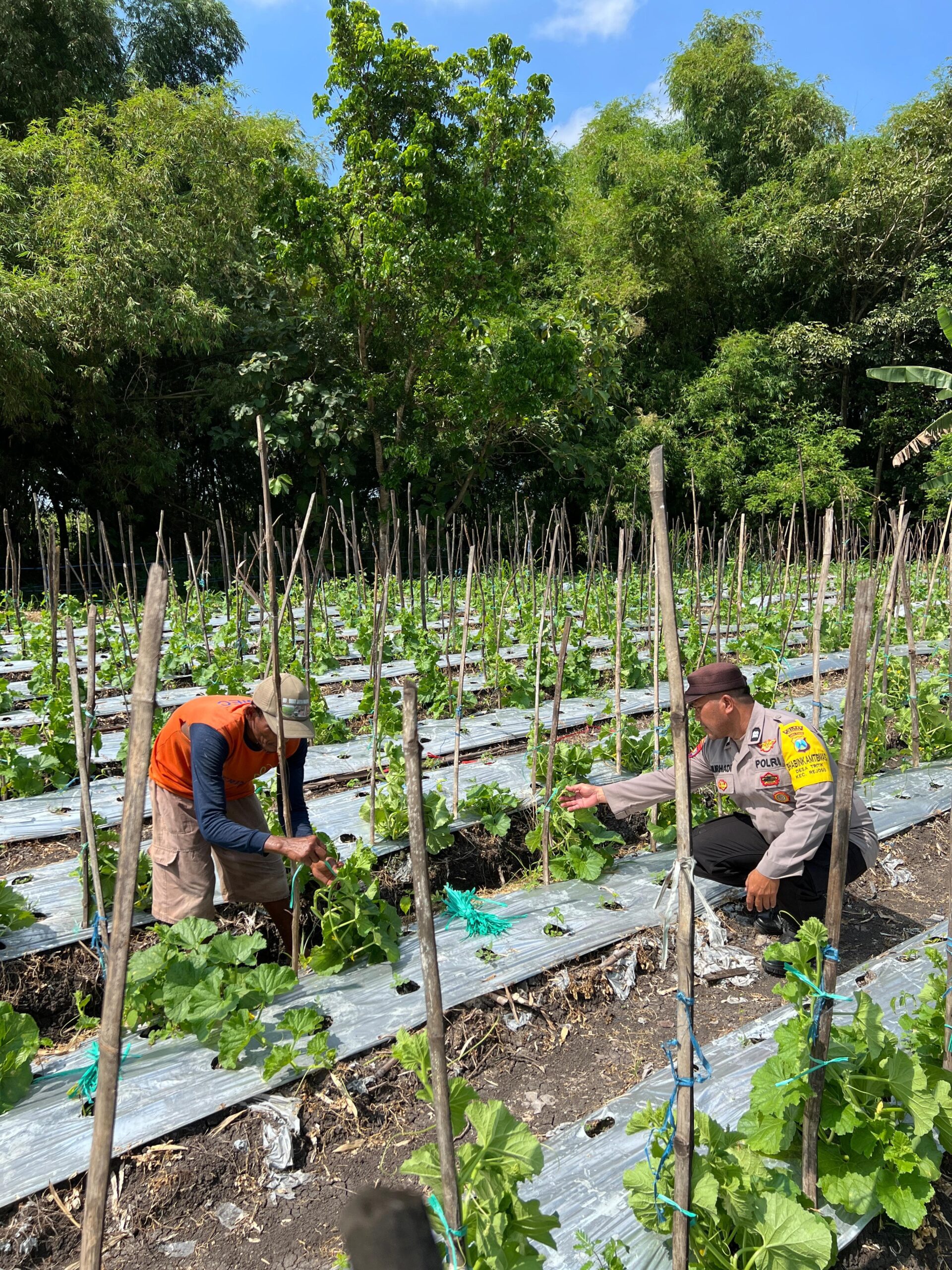 Bhabinkamtibmas Rejoso Dampingi Petani Melon, Ketahanan Pangan Jadi Prioritas