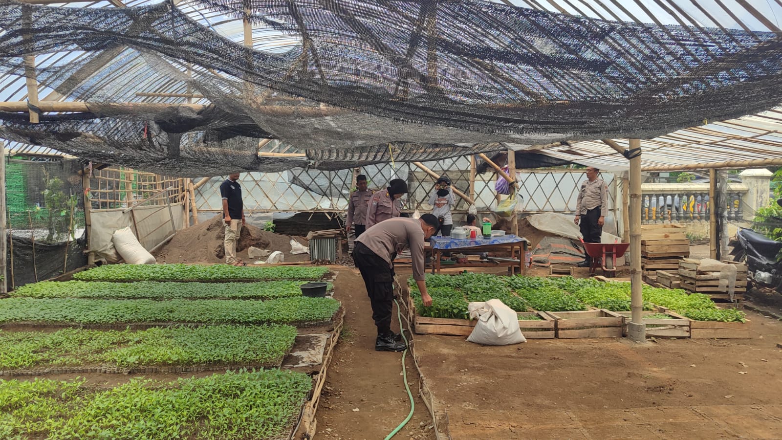 Polsek Kertosono Dukung Program Asta Cita Ketahanan Pangan Lewat Pembibitan Cabe dan Terong