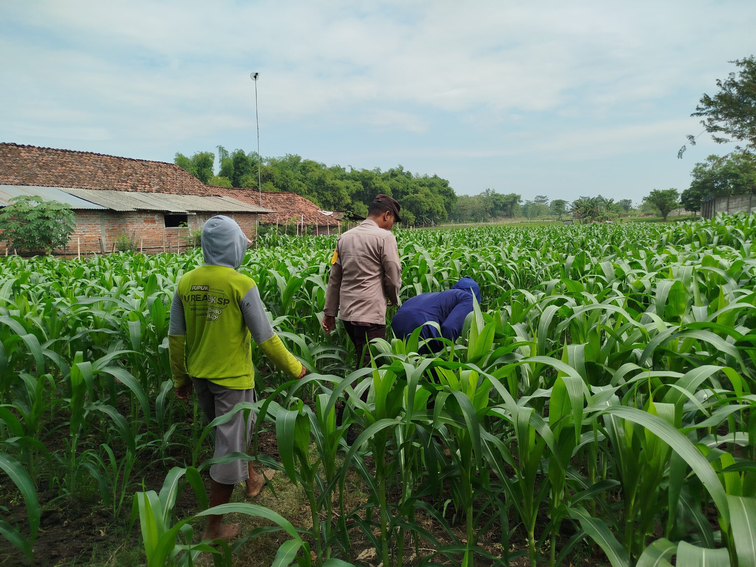 Wujudkan Ketahanan Pangan, Polsek Patianrowo Manfaatkan Lahan Depan Pos Polisi Jadi Kebun Produktif