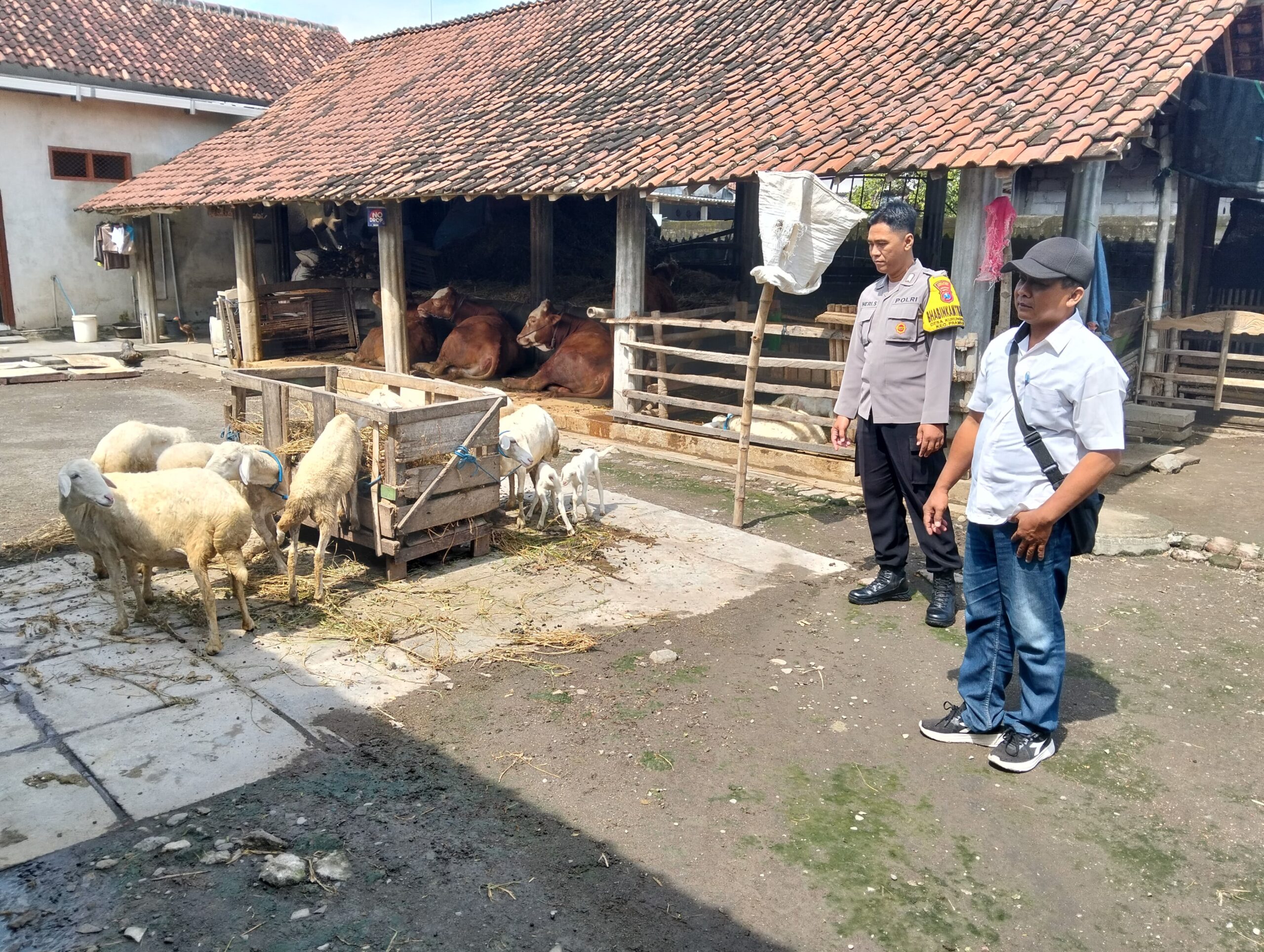 Bhabinkamtibmas Prambon Dampingi Peternak Kambing, Dorong Ketahanan Pangan dan Ekonomi Keluarga
