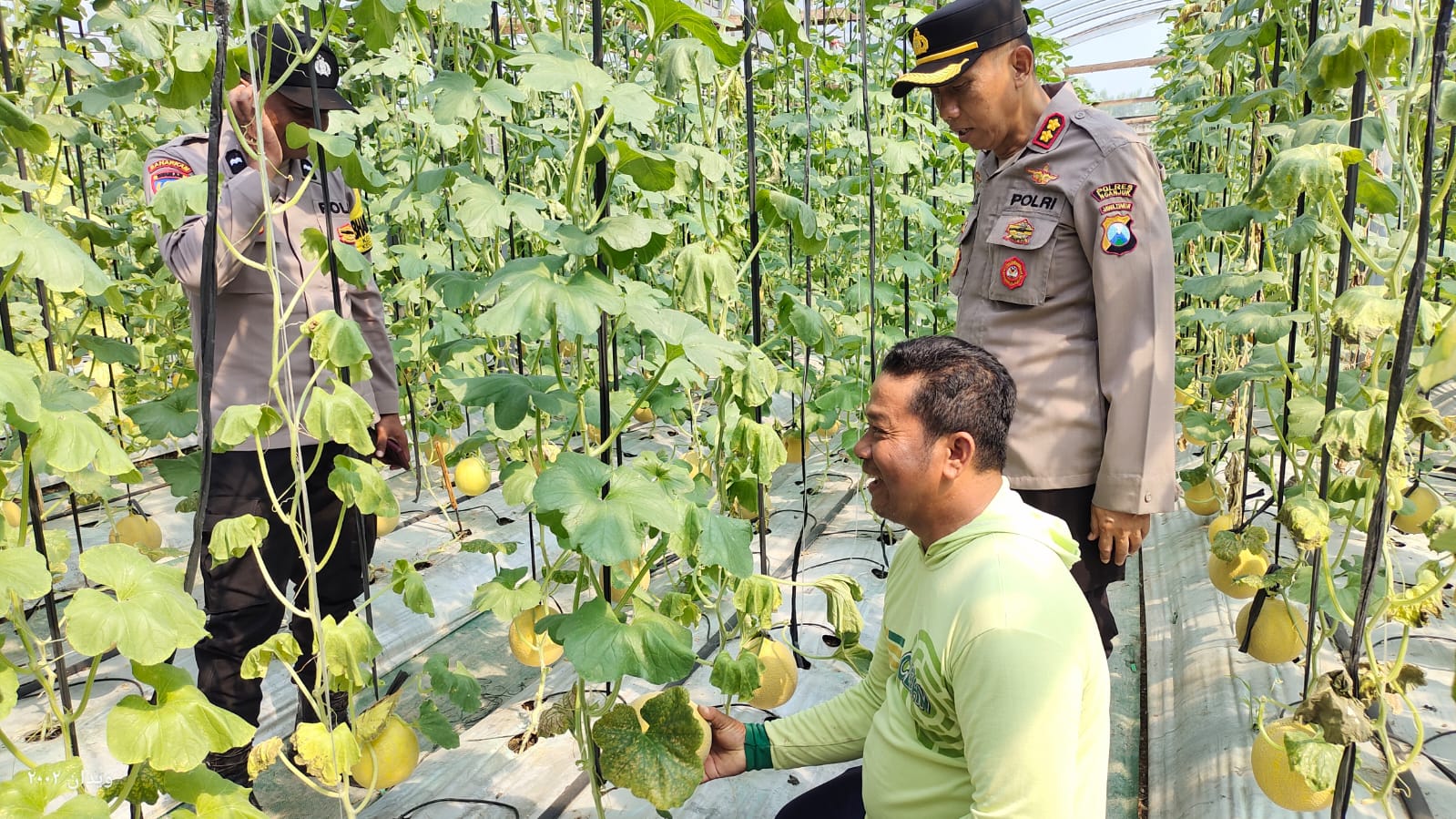 Kapolsek Warujayeng Tinjau Budidaya Melon dengan Metode Green House di Bulurejo Warujayeng