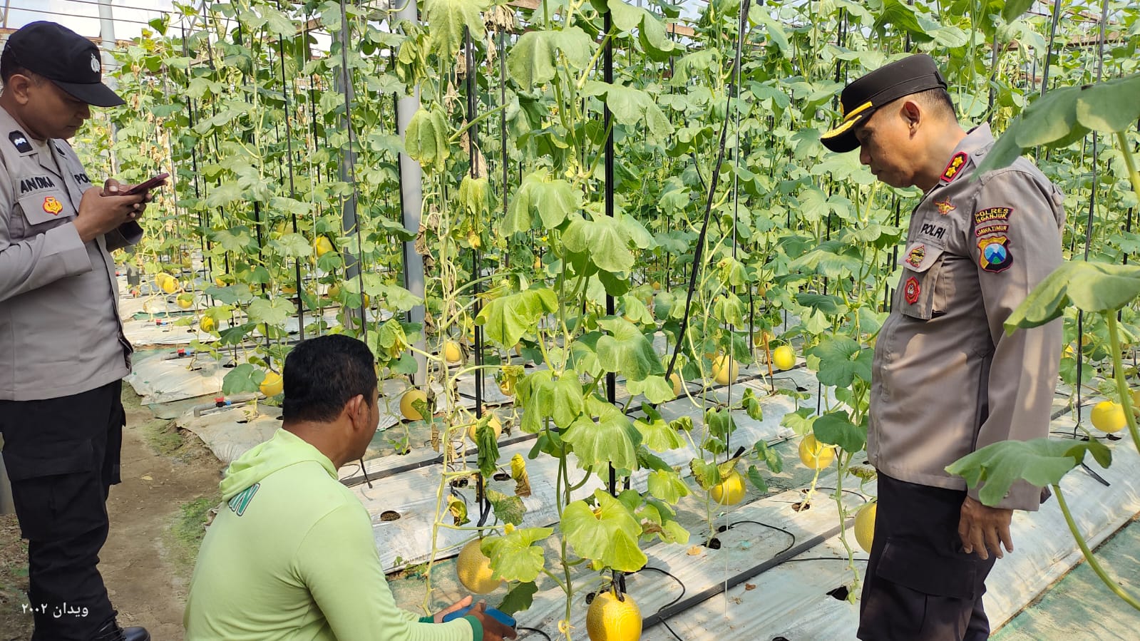 Budidaya Melon ala Green House Jadi Inspirasi, Kapolsek Warujayeng Beri Dukungan