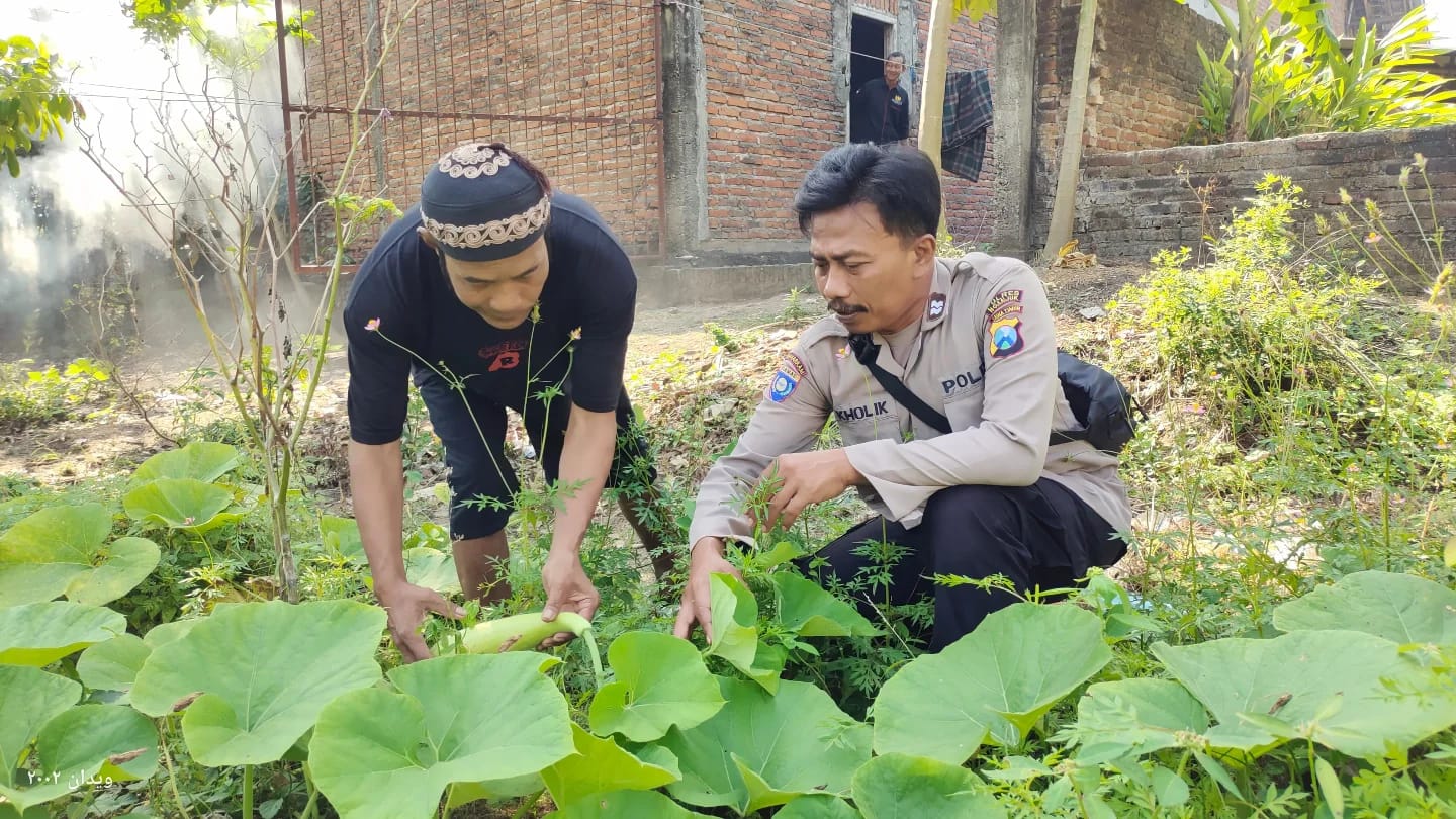 Lahan Sela Dimanfaatkan untuk Tanam Labu Putih dan Sayuran di Demangan