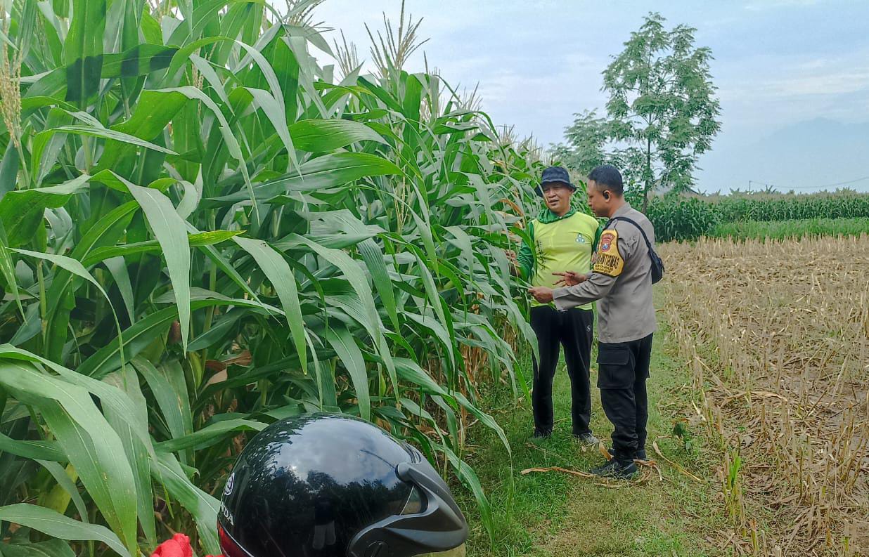 Dukung Ketahanan Pangan Nasional, Bhabinkamtibmas Kartoharjo Cek Lahan Jagung Warga Binaan