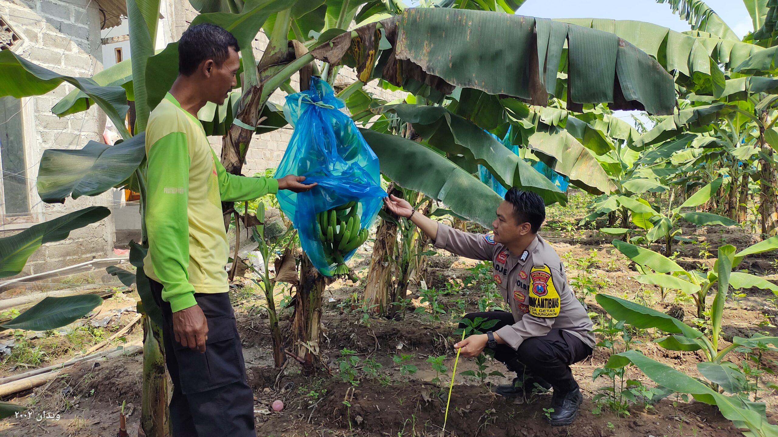 Bhabinkamtibmas Desa Getas Dukung Ketahanan Pangan Lewat Budidaya Pisang Cavendis