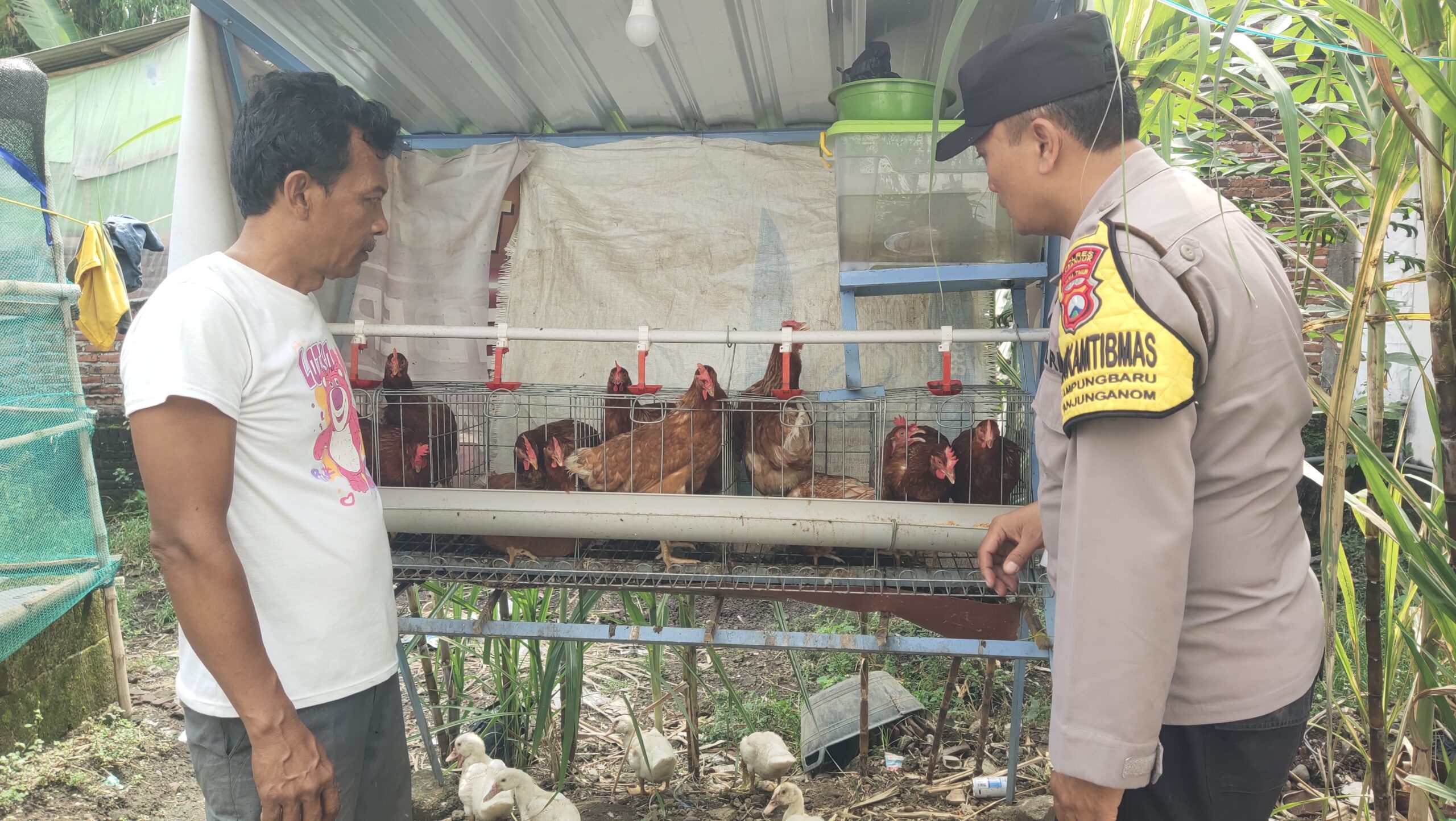 Bhabinkamtibmas Kampungbaru Tinjau Usaha Ternak Ayam Petelur Milik Warga Binaannya