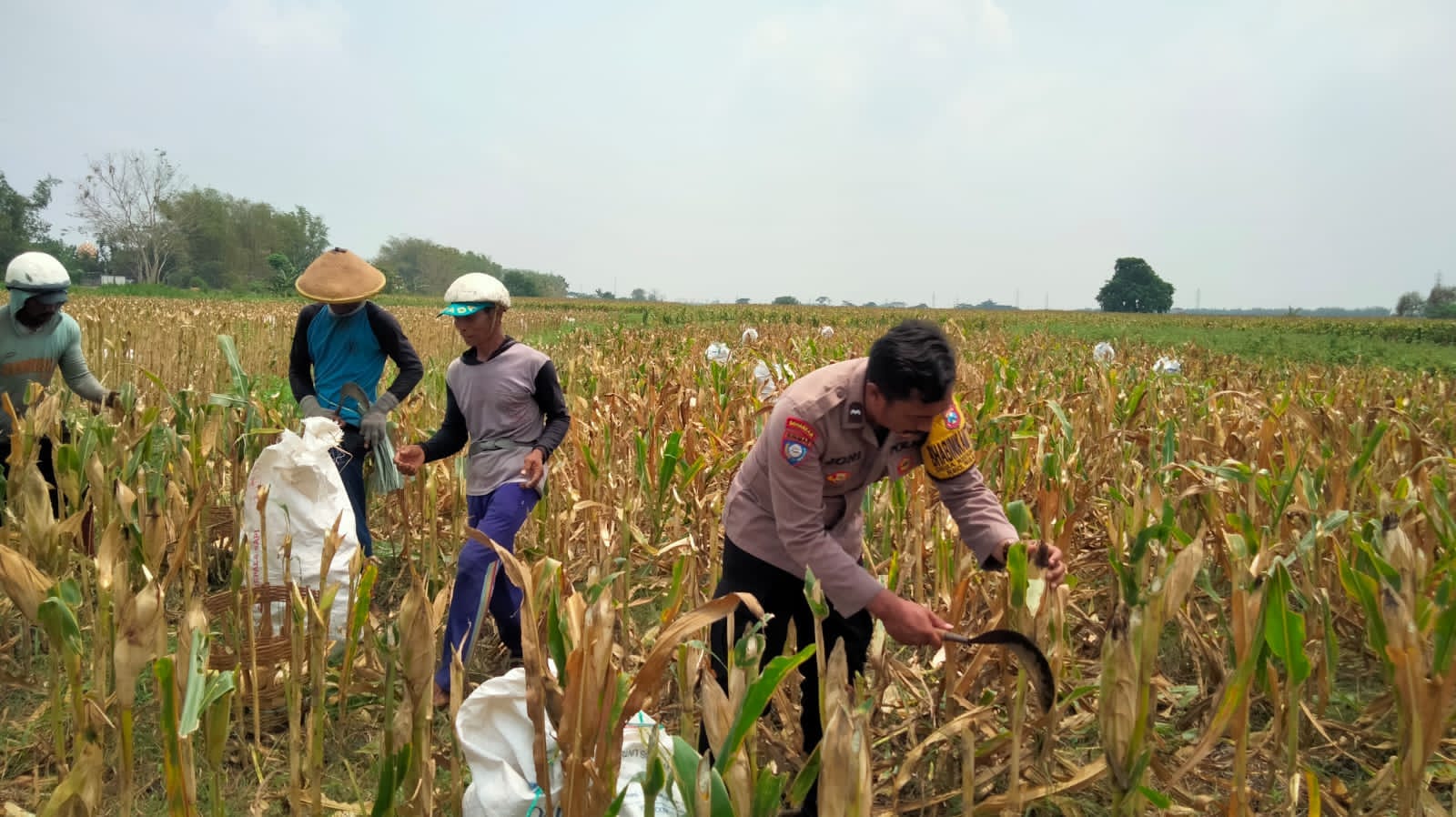Bhabinkamtibmas Desa Kedungdowo Tinjau Lahan Jagung Dukung Program Ketahanan Pangan Nasional