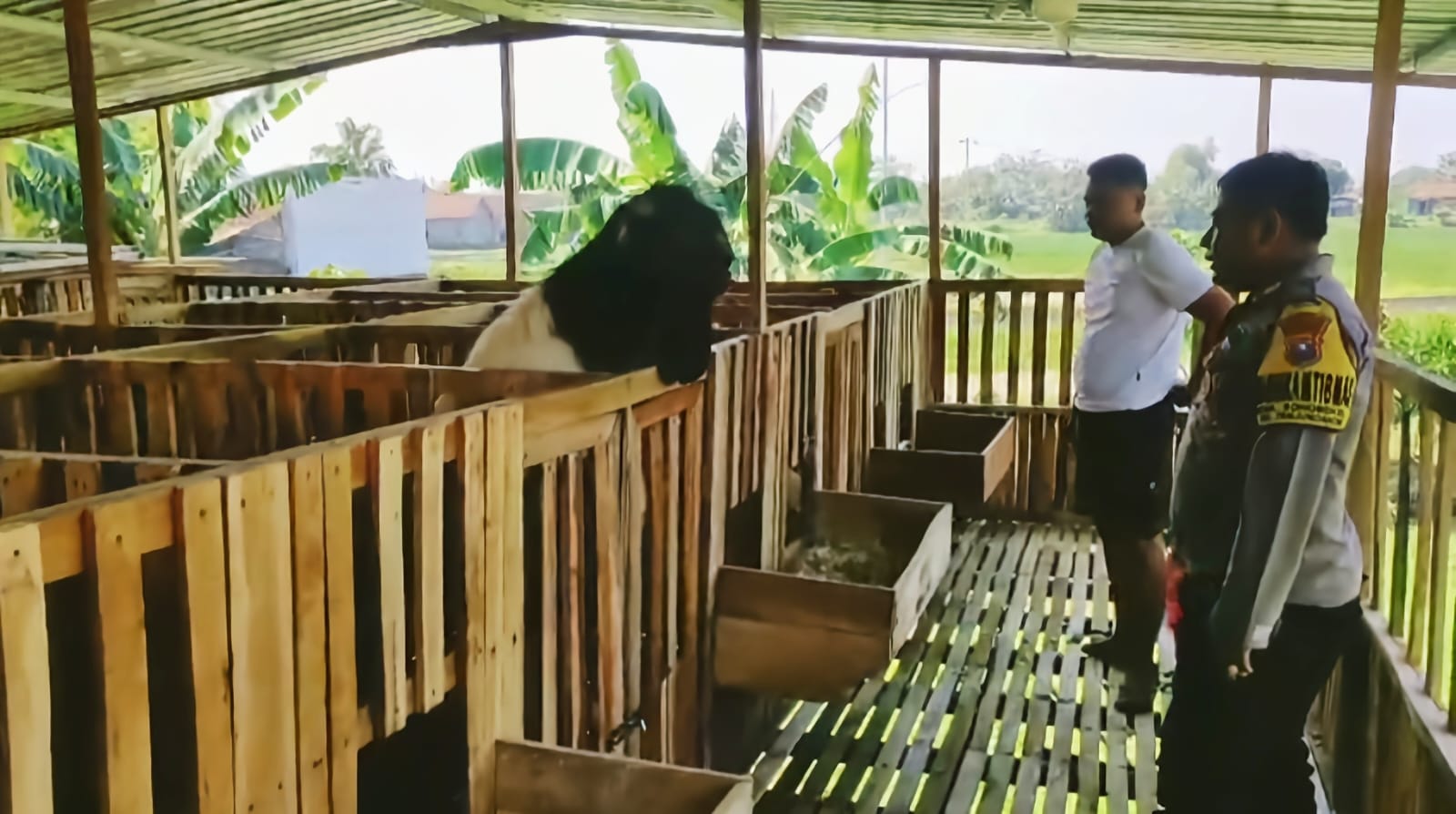 Bhabinkamtibmas Desa Sonobekel Tinjau Ternak Kambing Warga Dukung Ketahanan Pangan Nasional