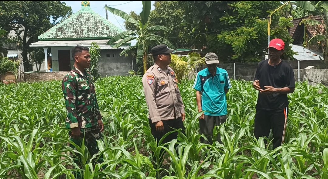 Tak Hanya Jaga Kamtibmas, Polisi di Nganjuk Ikut Dampingi Warga Tanam Jagung