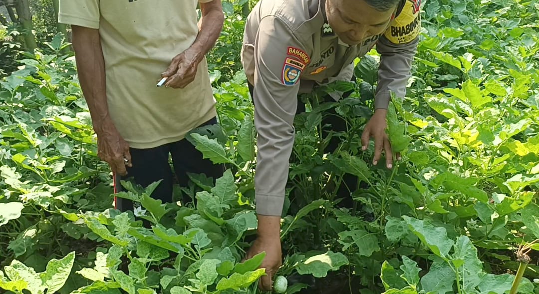 Terong Gelatik Jadi Cuan! Polisi Dampingi Warga Senjayan Ubah Pekarangan Jadi Sumber Pangan dan Penghasilan