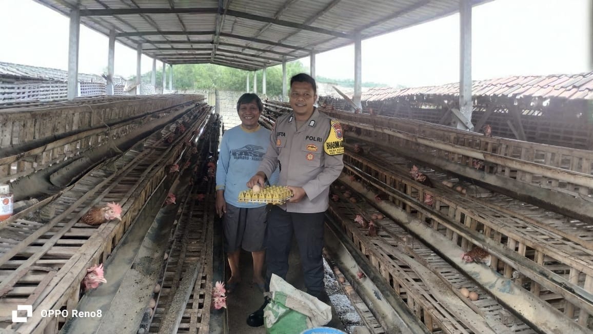 Pantau Kandang Ayam Petelur, Pak Bhabin Dampingi Peternak Kedungrejo Dukung Ketahanan Pangan