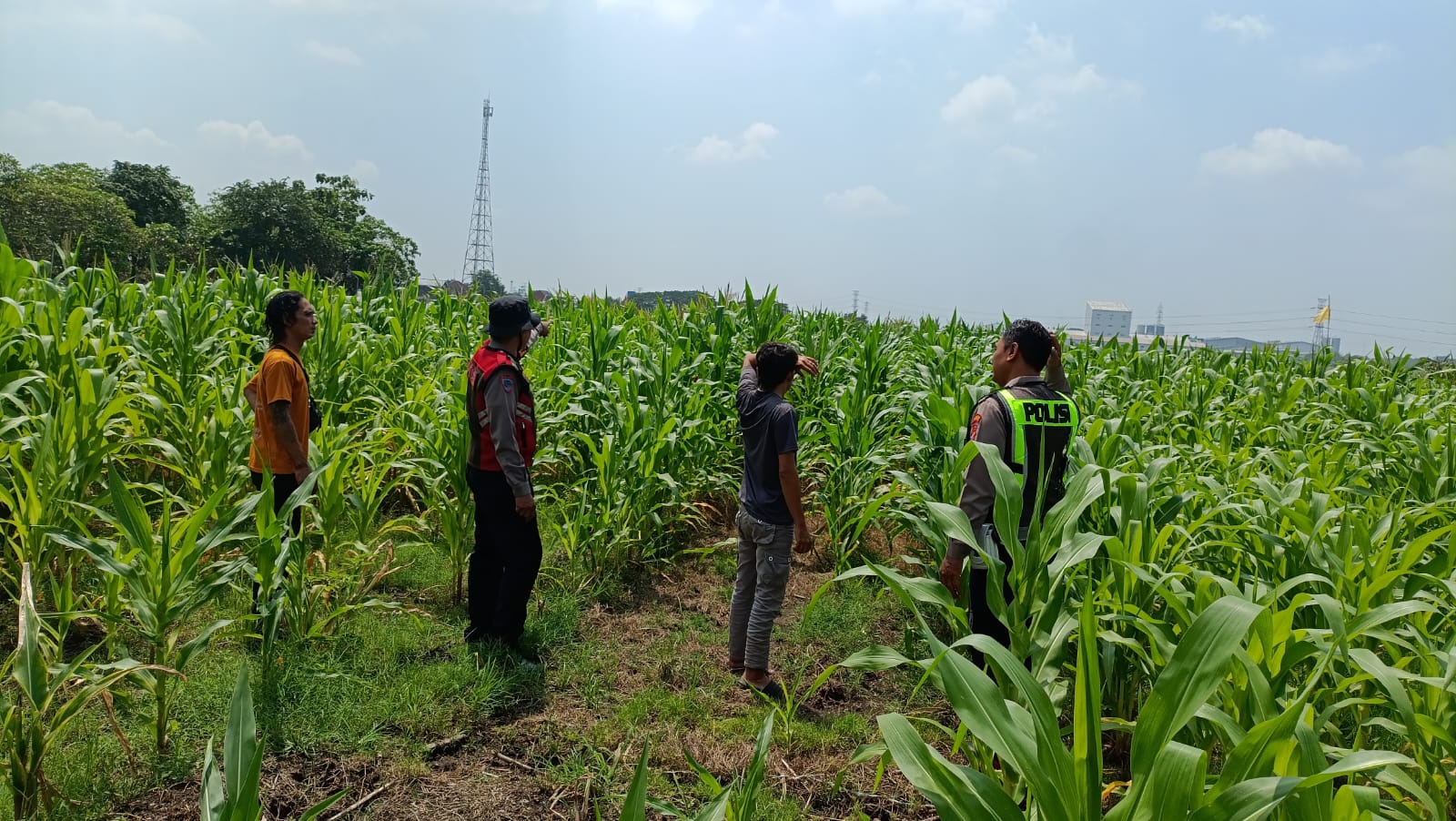 Polresta Sidoarjo Optimalkan Swasembada Pangan, Dampingi Petani Jagung di Krembung