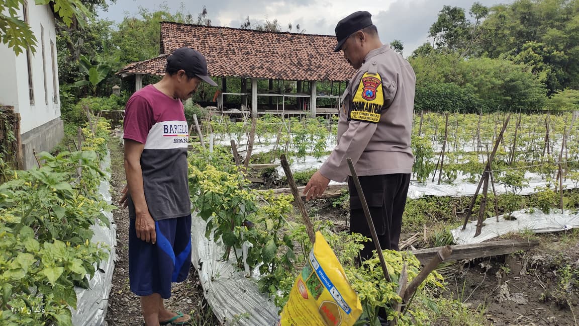 Pantau Lahan Cabai Warga, Polisi Turun Langsung Dukung Ketahanan Pangan di Sumberkepuh