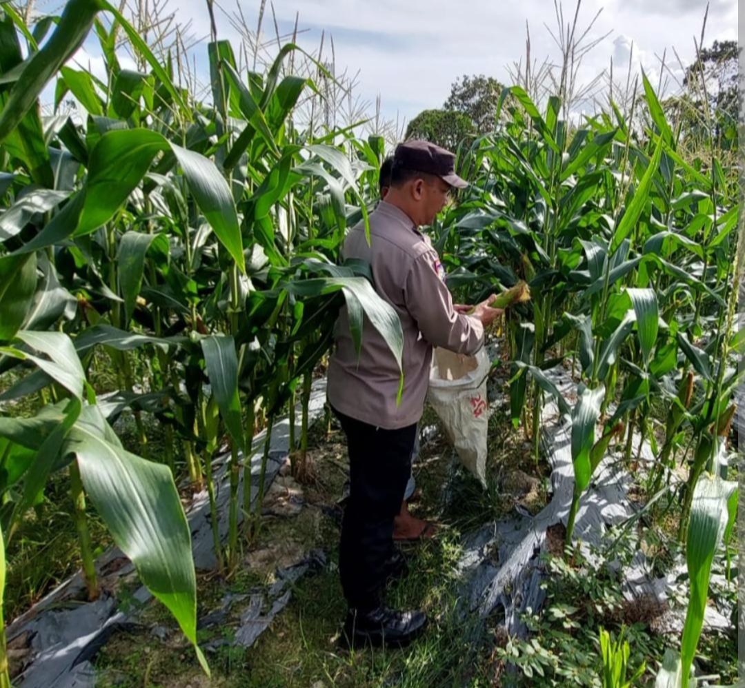 Dari Ladang Jagung ke Ketahanan Nasional, Polisi di Nganjuk Turun Langsung Dampingi Warga