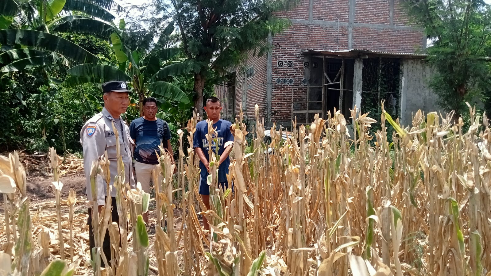Panen Jagung Warga Dipantau Polisi, Bukti Nyata Dukungan Ketahanan Pangan di Loceret