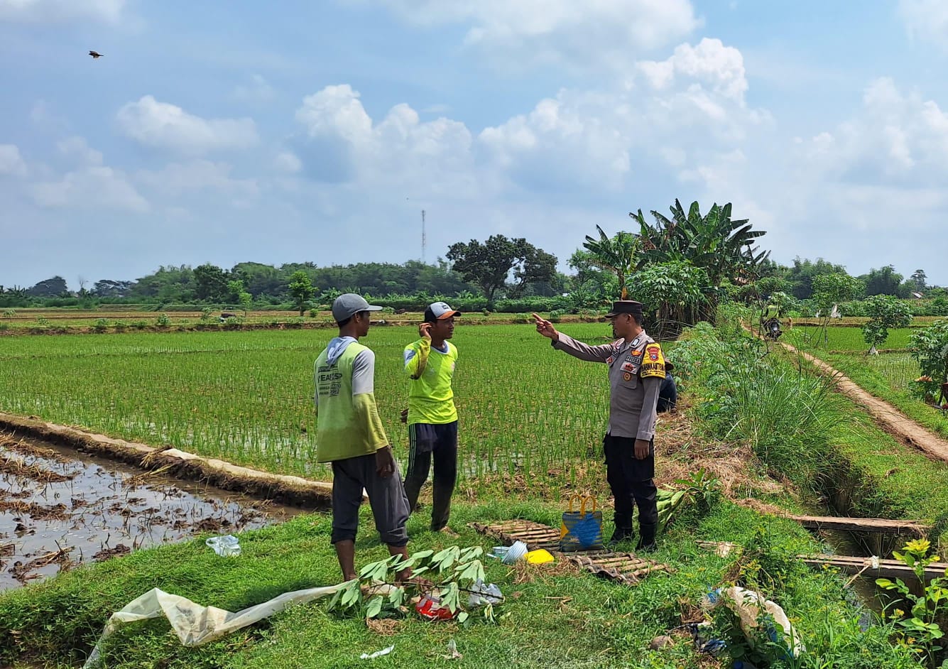 Polisi Turun ke Sawah, Aksi Bhabinkamtibmas Pace Dukung Ketahanan Pangan Nasional