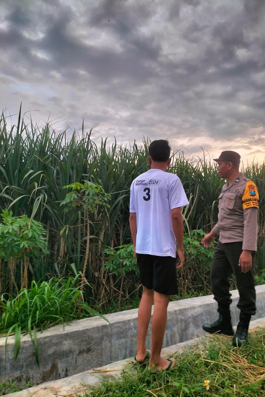 Pemanfaatan Lahan Sela Tebu, Warga Mabung Kembangkan Singkong sebagai Pangan Alternatif